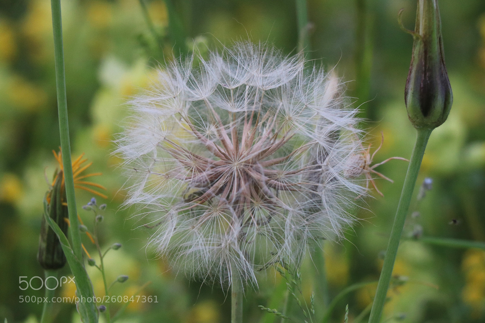 Canon EOS 760D (EOS Rebel T6s / EOS 8000D) sample photo. Ready to fly photography