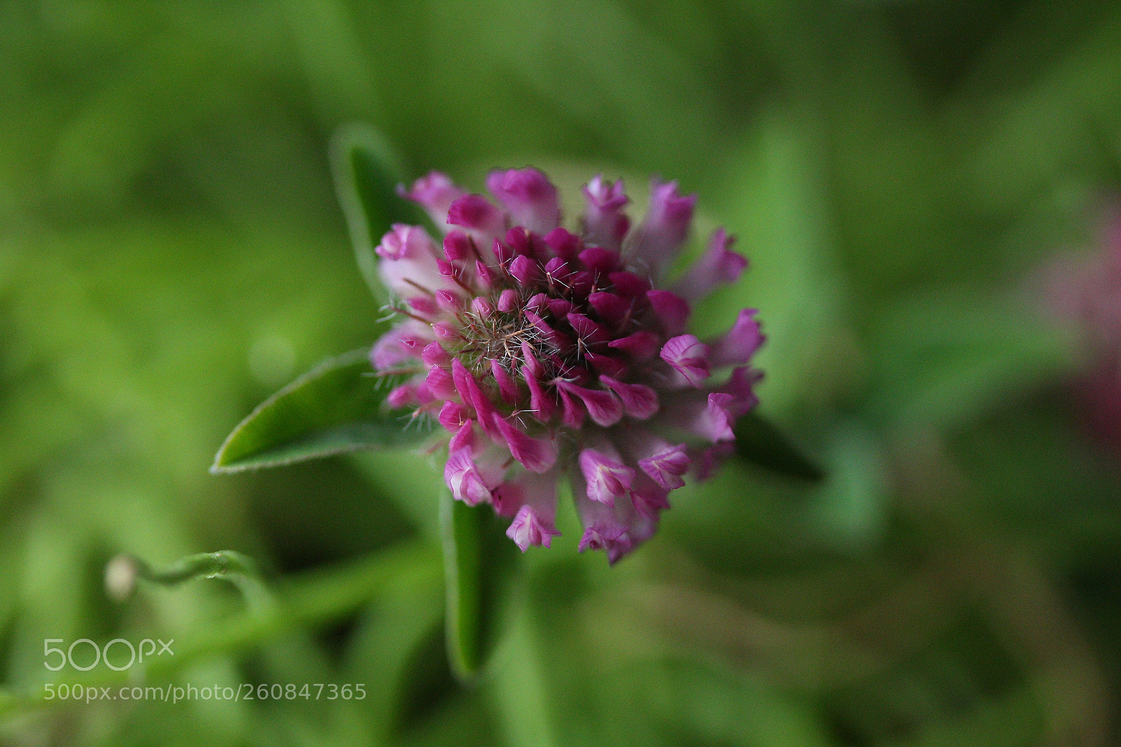 Canon EF-S 60mm F2.8 Macro USM sample photo. Roadside treasures photography