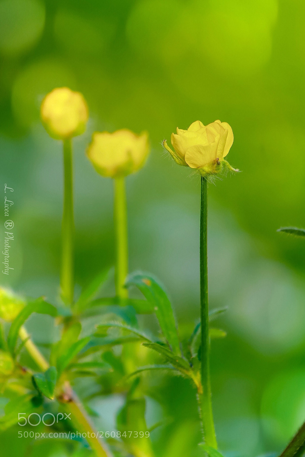Canon EOS 6D Mark II sample photo.  caress of light 77 photography