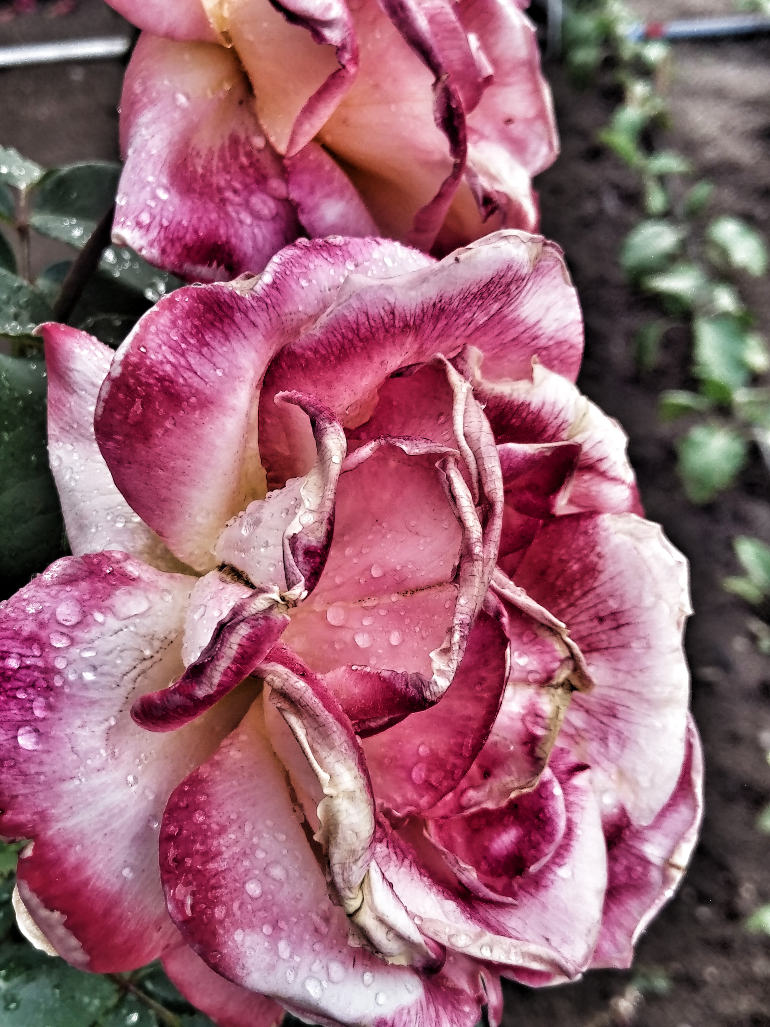 HTC 10 sample photo. Roses photography