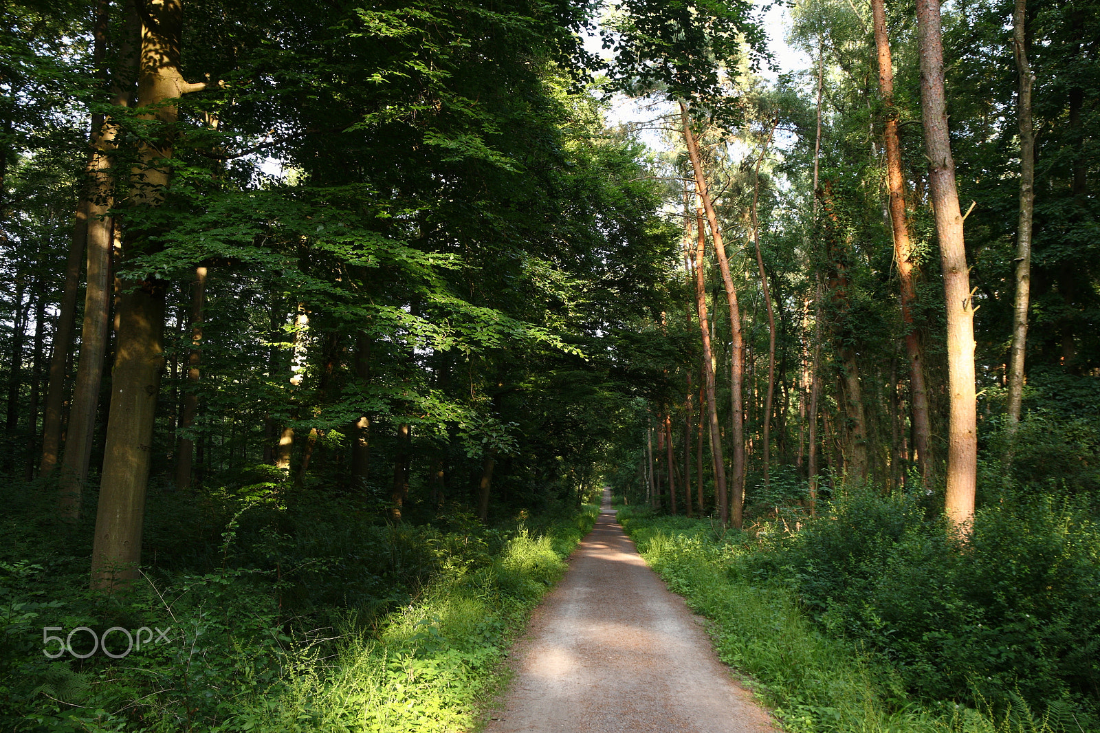 Canon EOS 5D + Canon EF 24-105mm F3.5-5.6 IS STM sample photo. Walkway in the forest photography