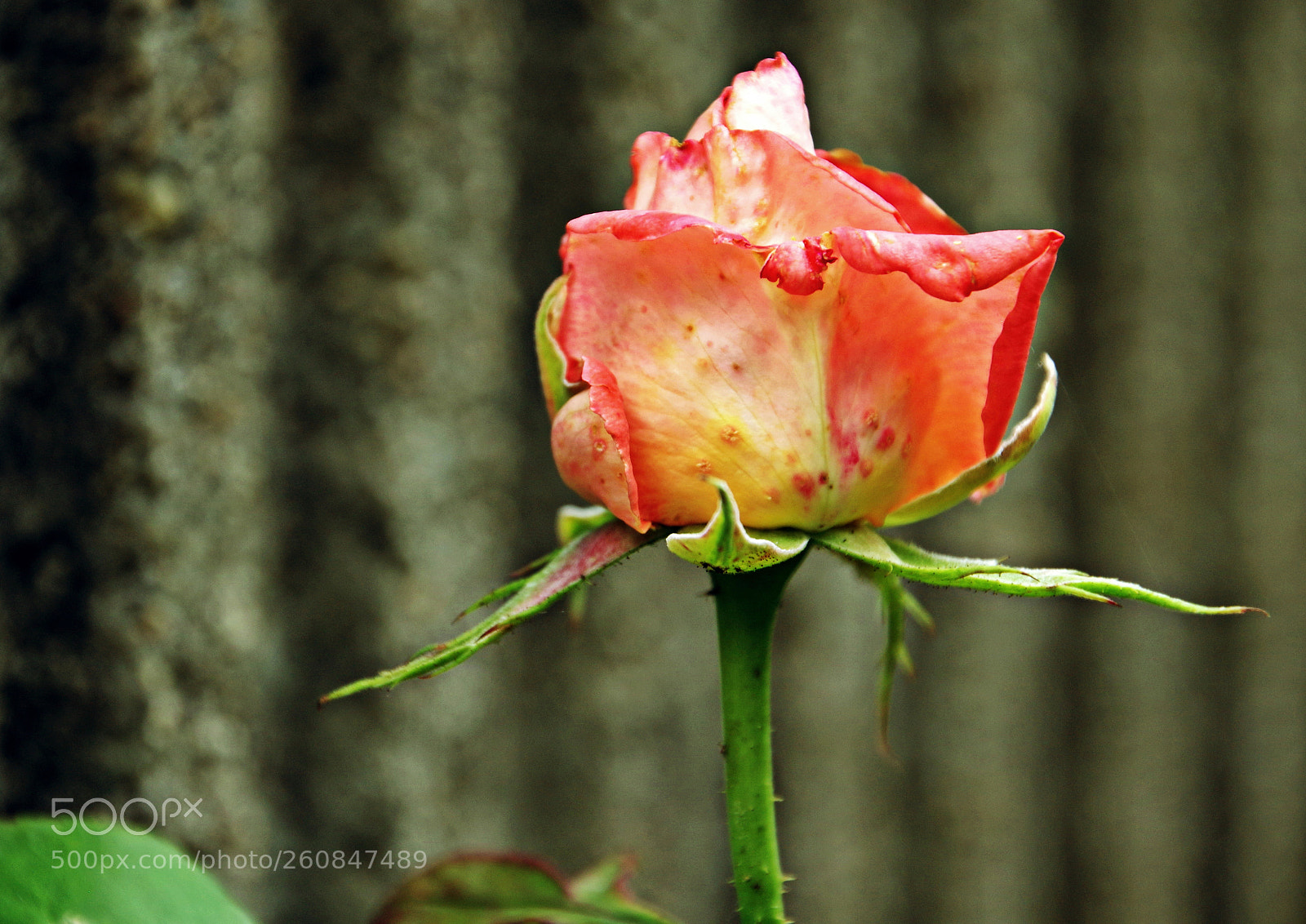 Pentax K-3 sample photo. Rose photography