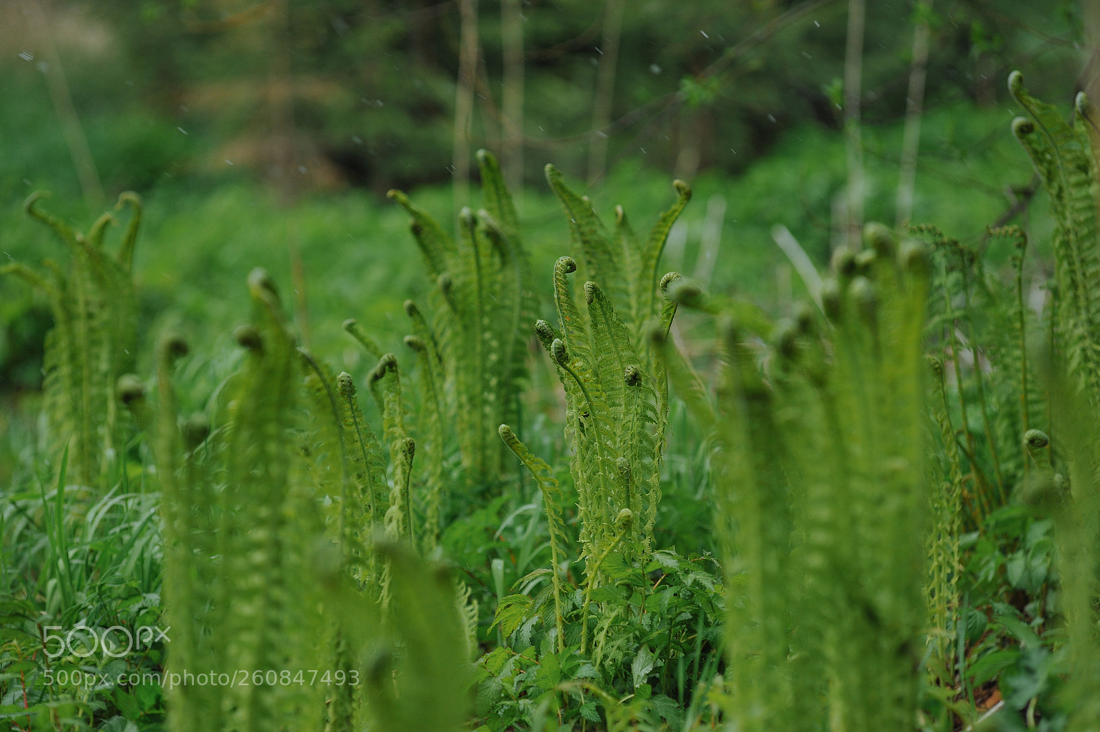 Nikon D700 sample photo. Fern shoots photography
