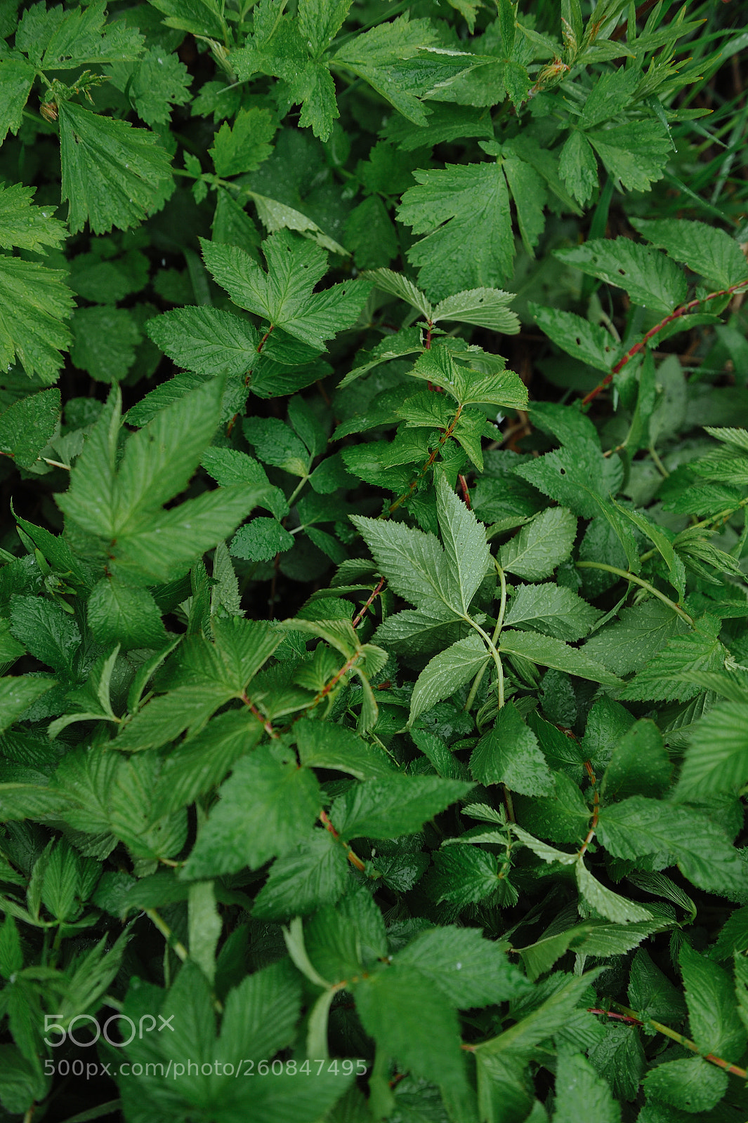 Nikon D700 sample photo. Green plants after rain photography