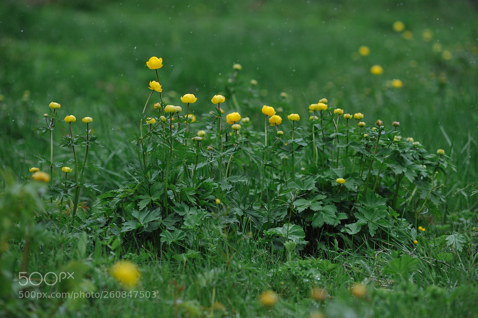 Nikon D700 sample photo. Globeflowers photography