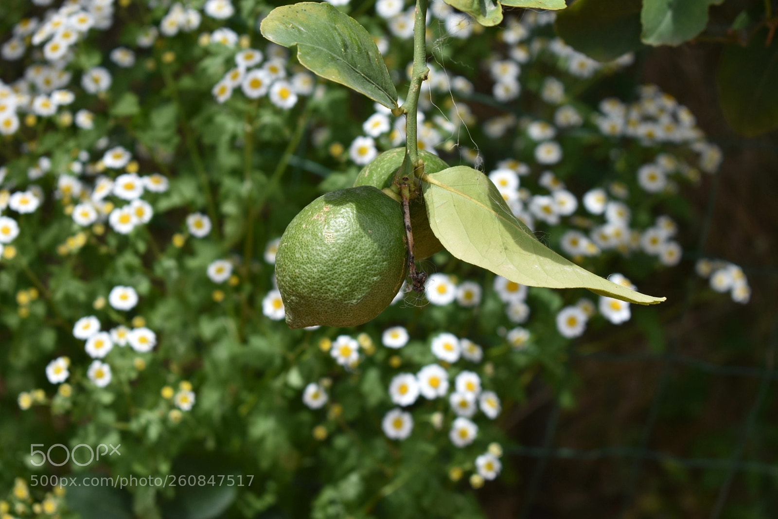 Nikon D3400 sample photo. Lemon photography