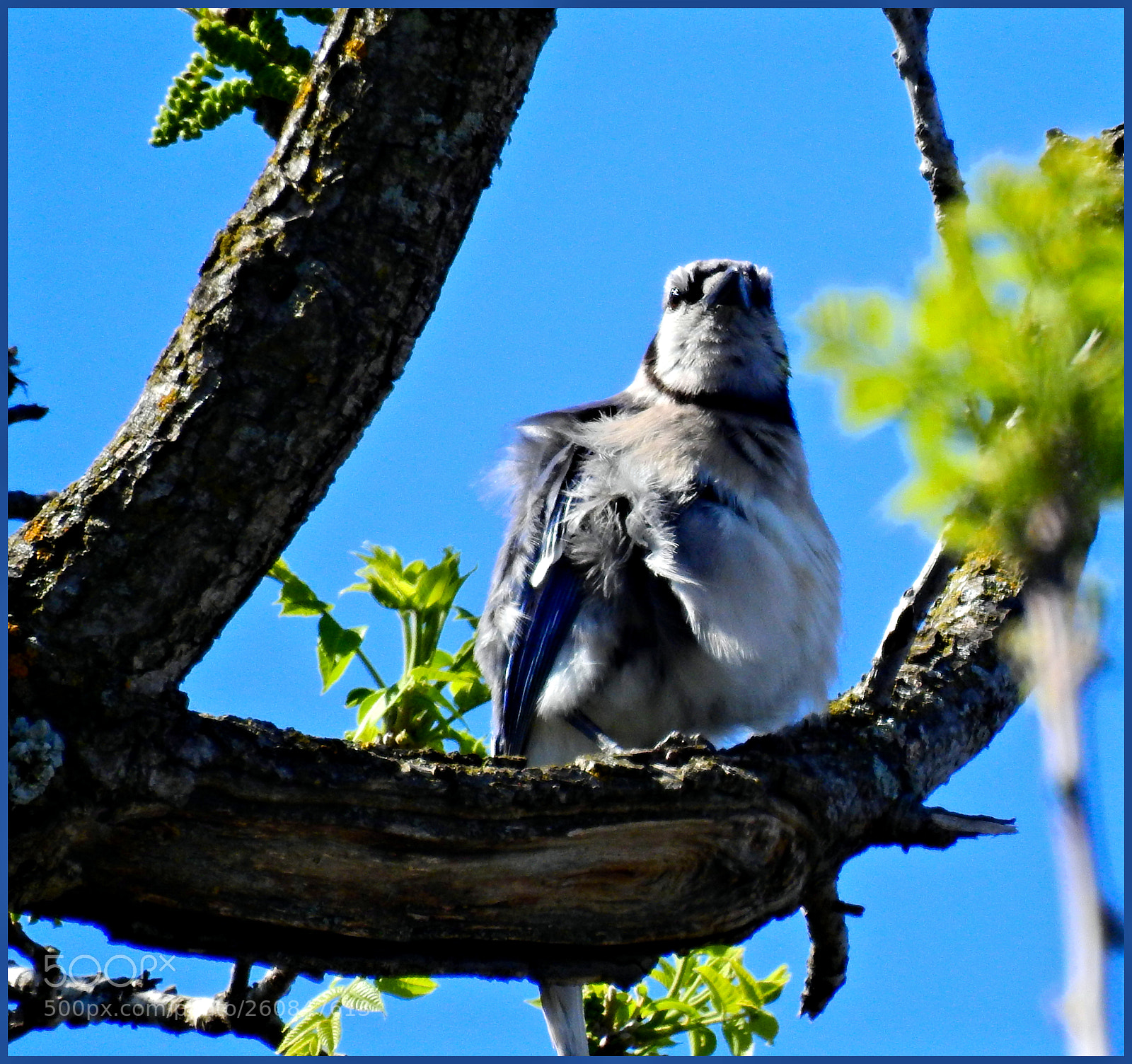 Nikon Coolpix P900 sample photo. Bluejay lll photography