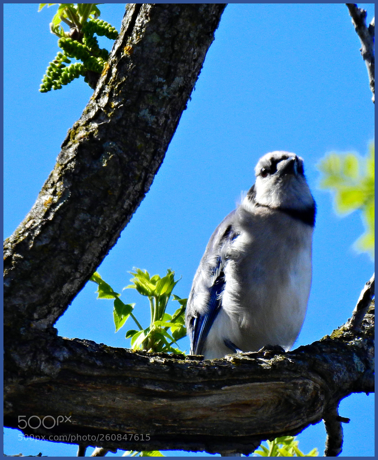 Nikon Coolpix P900 sample photo. Bluejay ll photography
