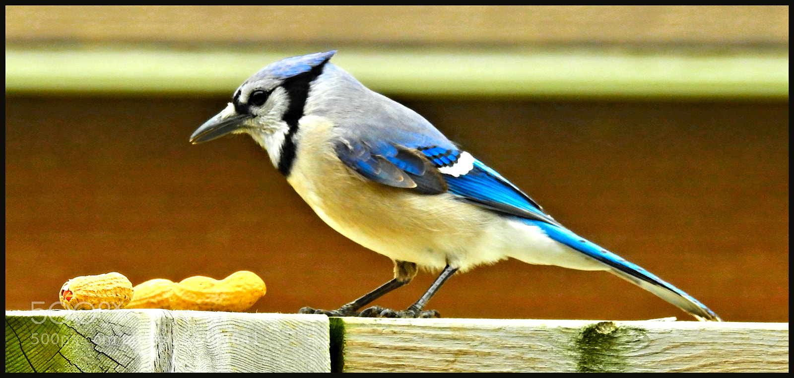 Nikon Coolpix P900 sample photo. Hungry bluejay photography