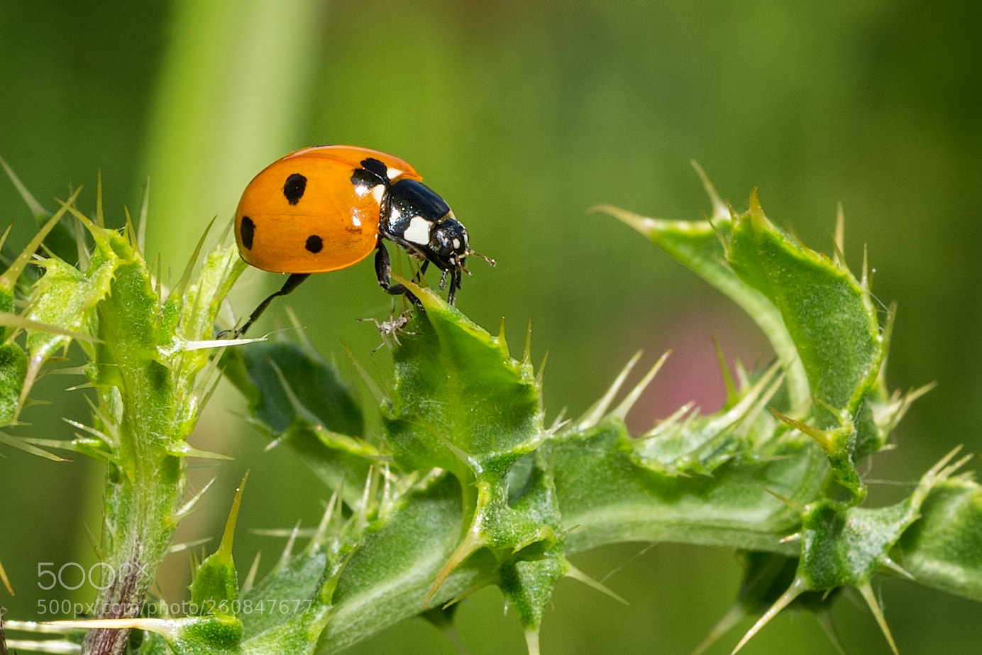 Canon EOS-1D X sample photo. A little bit macro photography