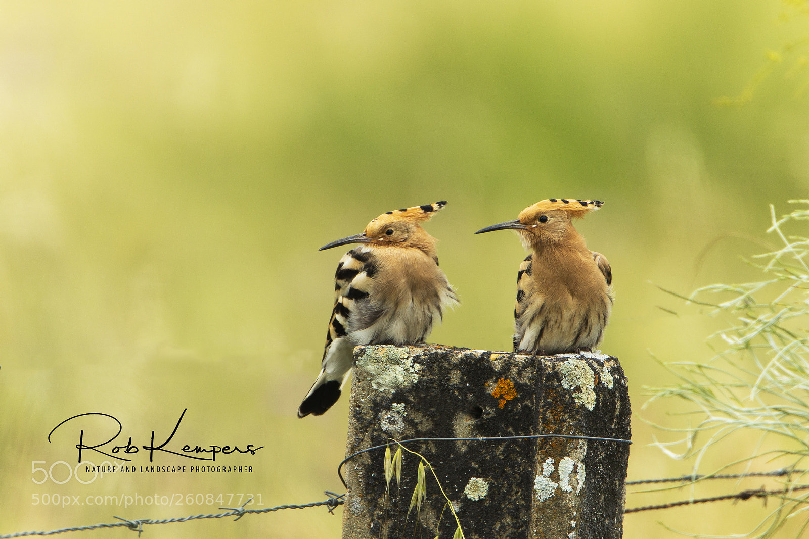 Canon EOS-1D X sample photo. Hoopoe photography