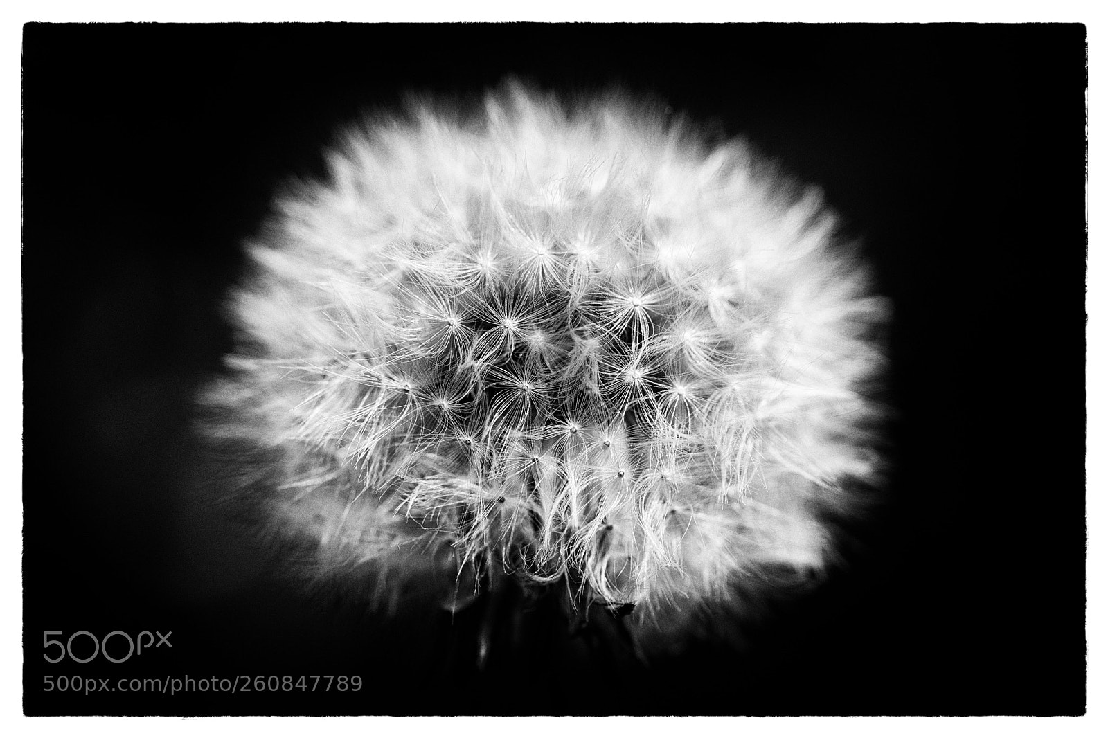 Sony a7 II sample photo. Dandelion clock in black photography