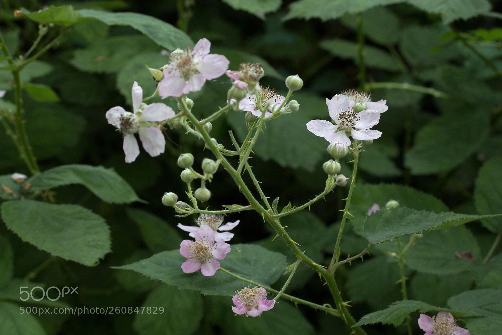 Canon EOS 700D (EOS Rebel T5i / EOS Kiss X7i) sample photo. Blooming photography