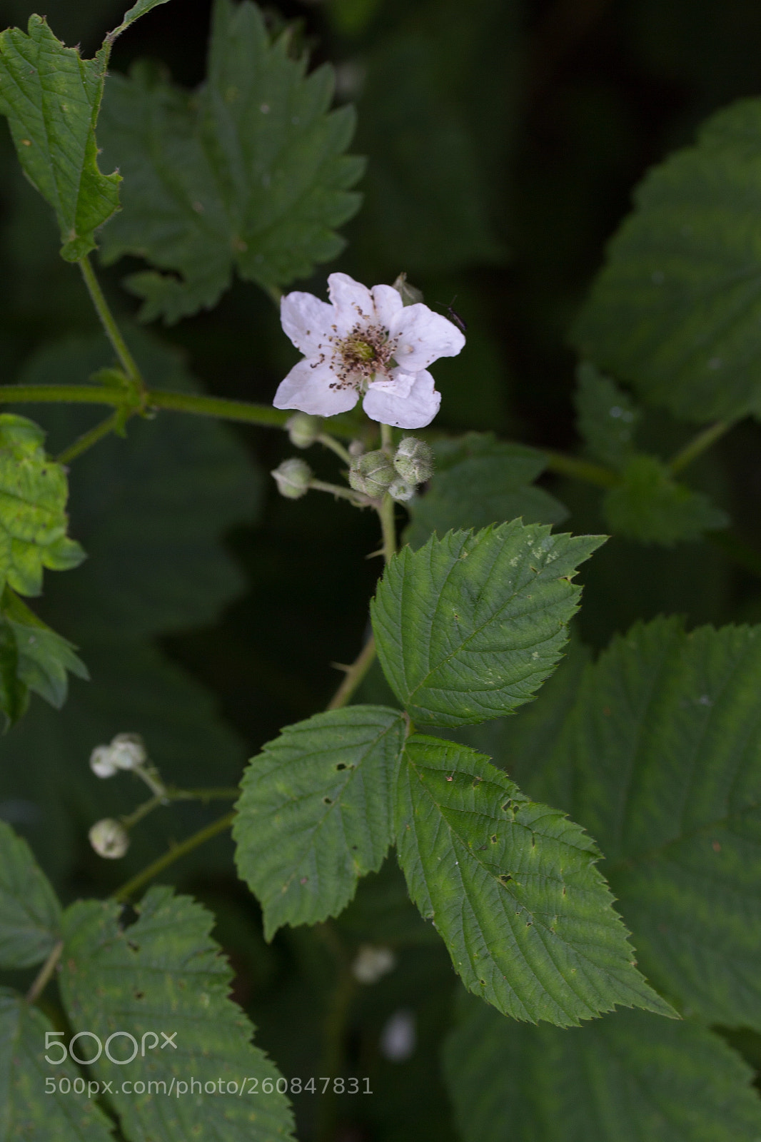 Canon EOS 700D (EOS Rebel T5i / EOS Kiss X7i) sample photo. Springblooming photography