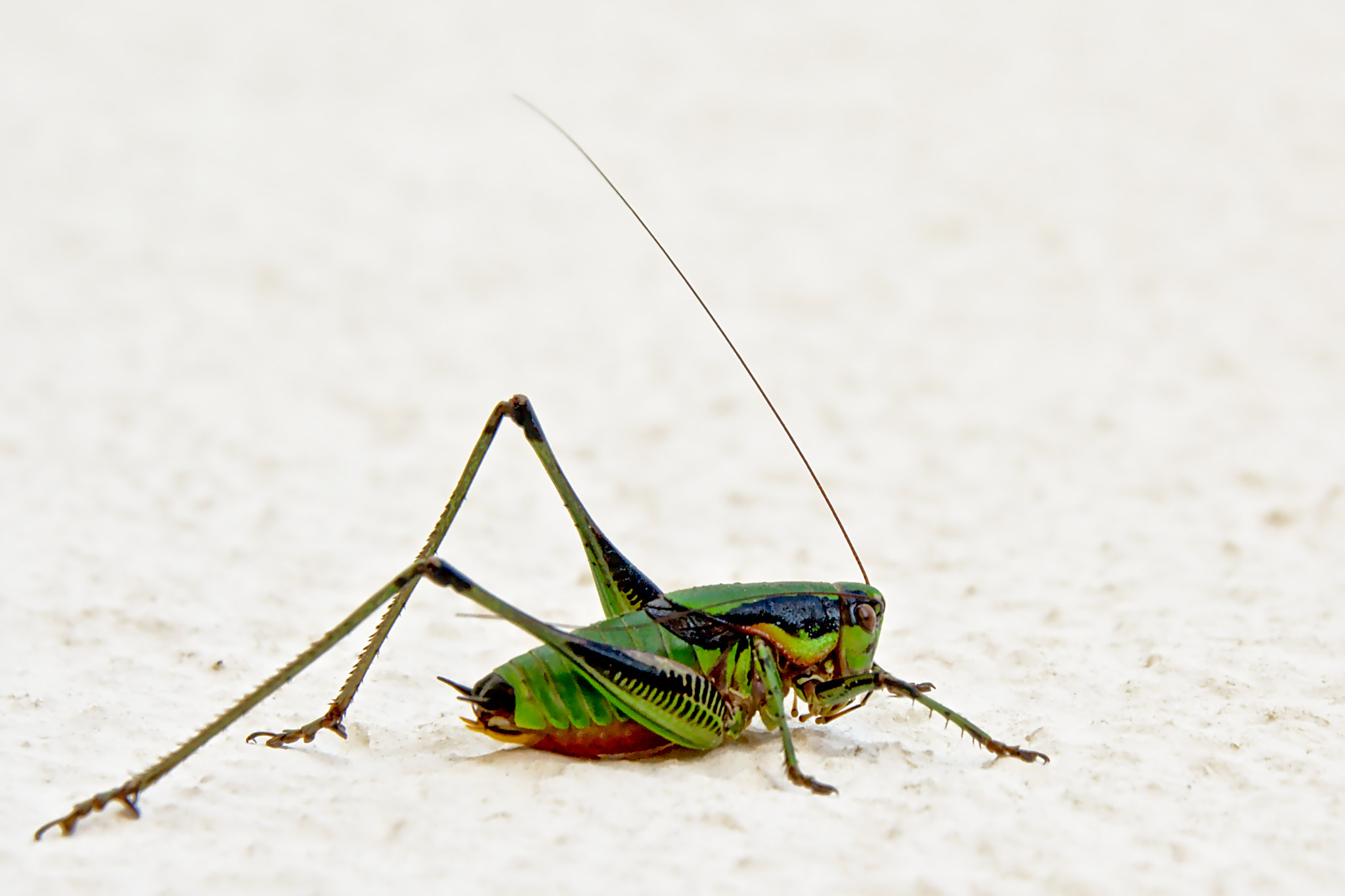 Nikon D5200 sample photo. Green grasshopper - caelifera photography