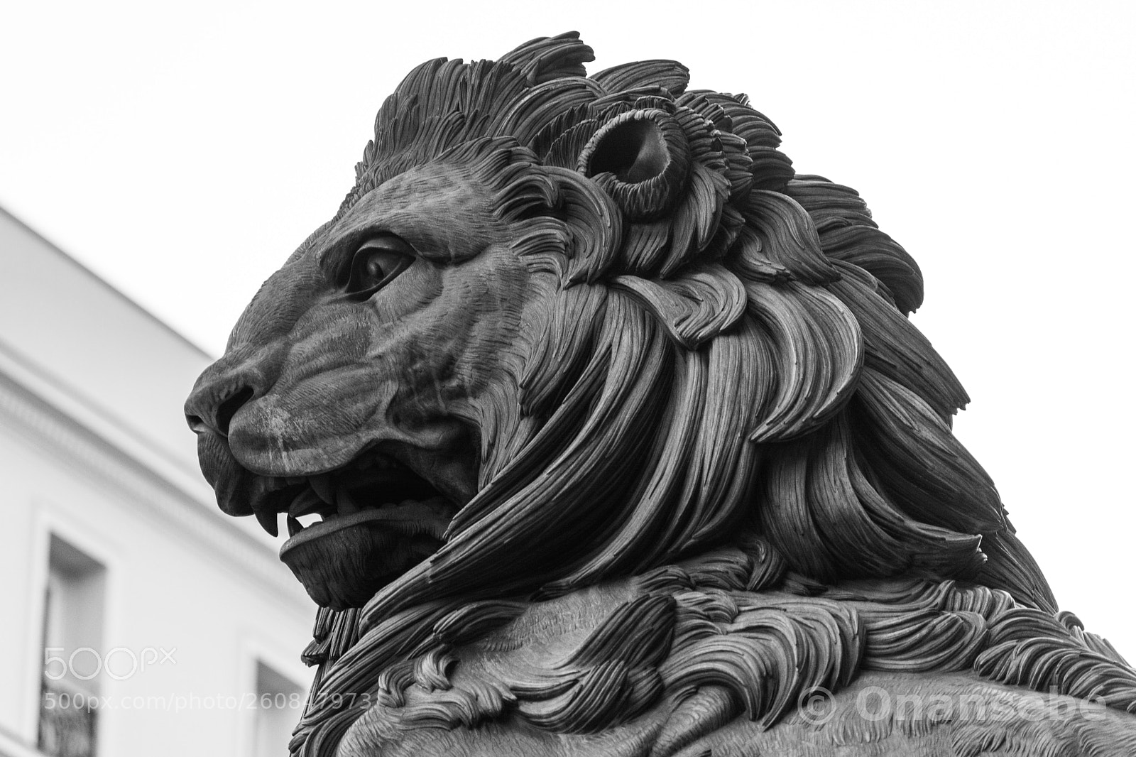 Nikon D5200 sample photo. Cabeza de león photography