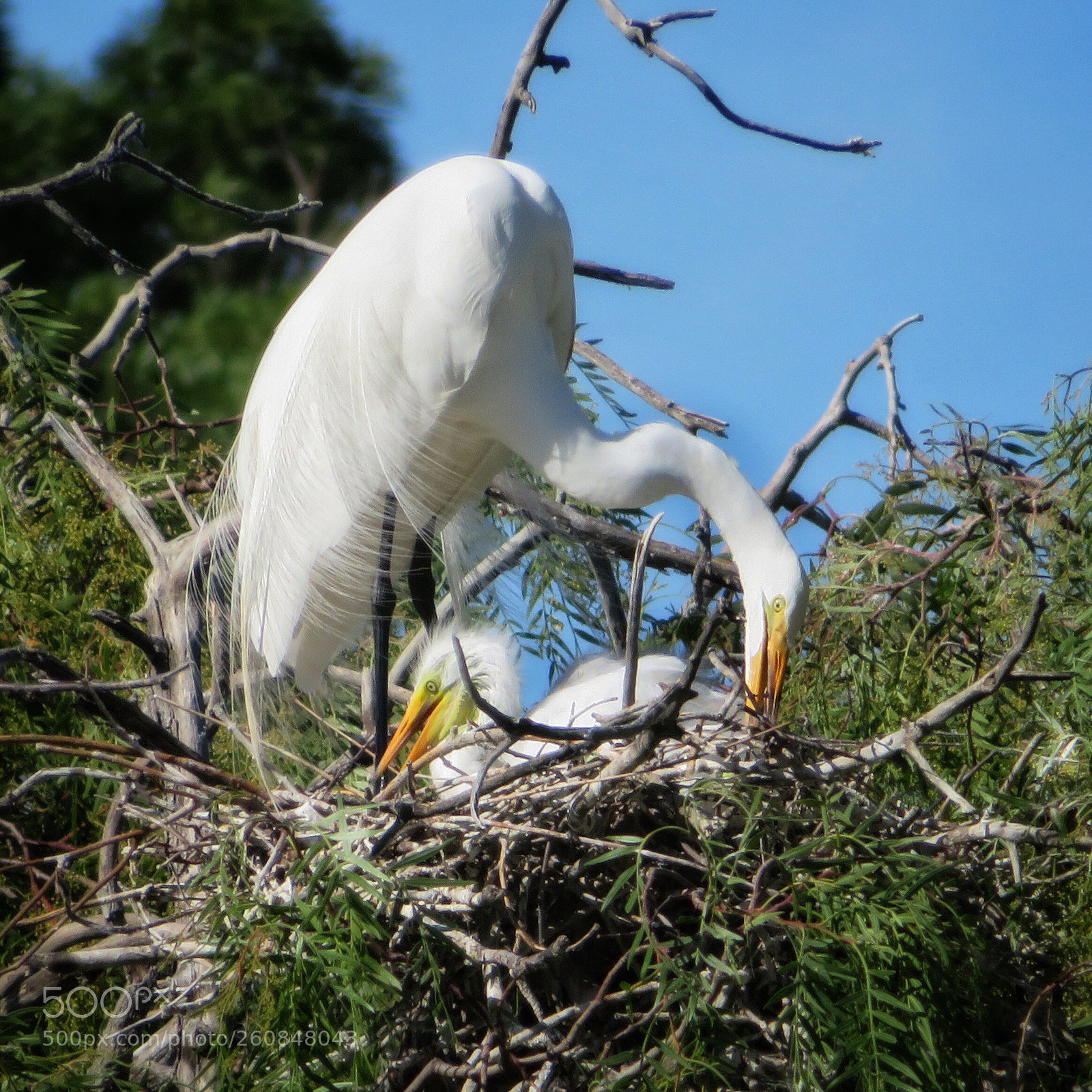 Canon PowerShot SX720 HS sample photo. Fixing the nest photography