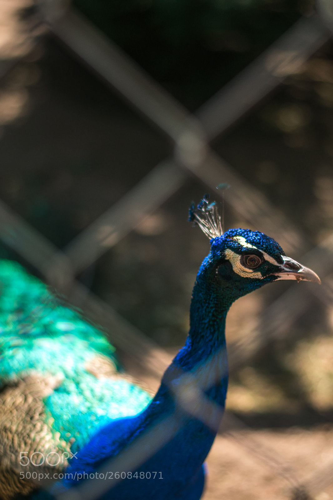 Nikon D5500 sample photo. Peacock photography