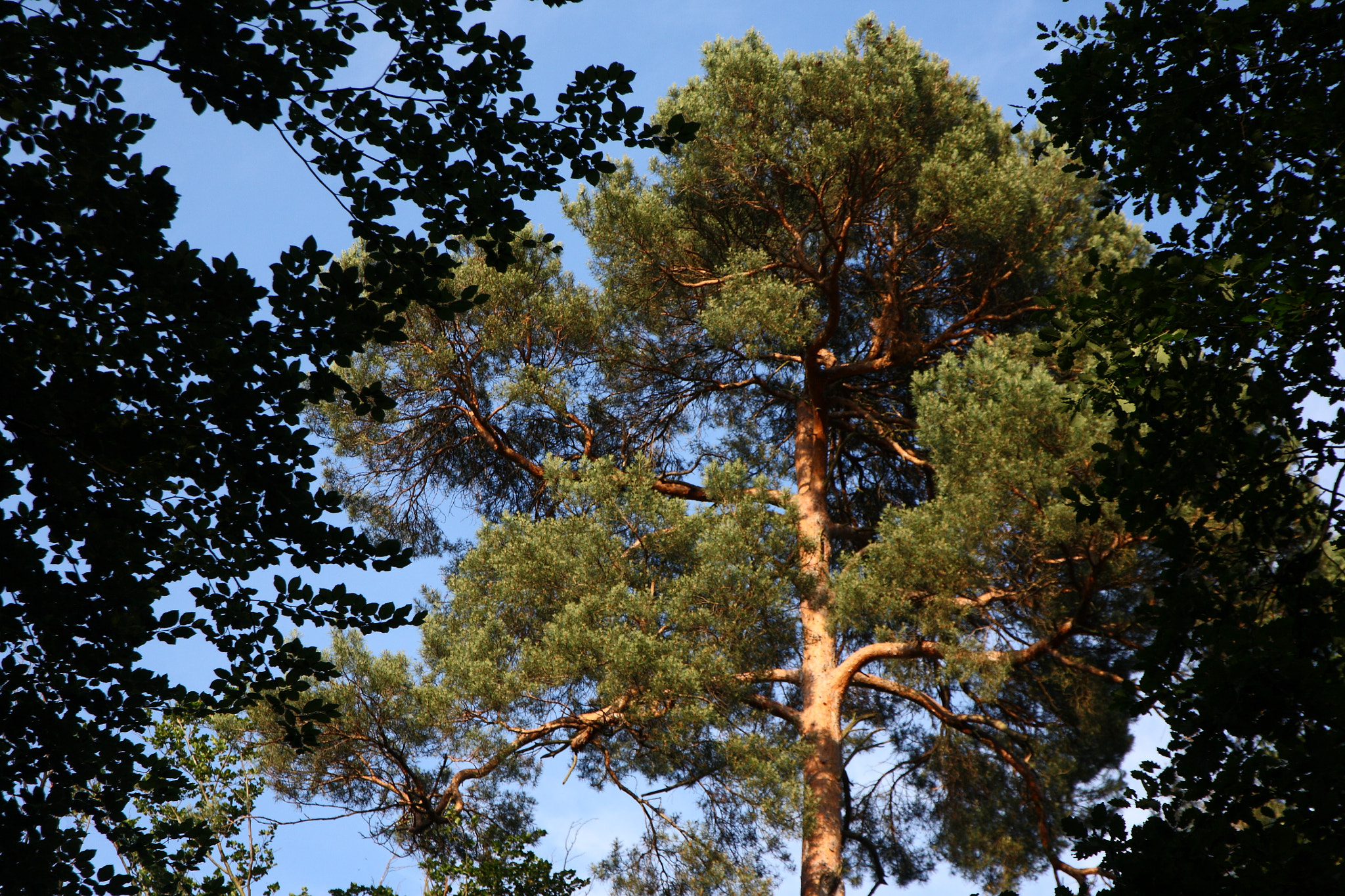 Canon EOS 5D + Canon EF 24-105mm F3.5-5.6 IS STM sample photo. The pine tree photography