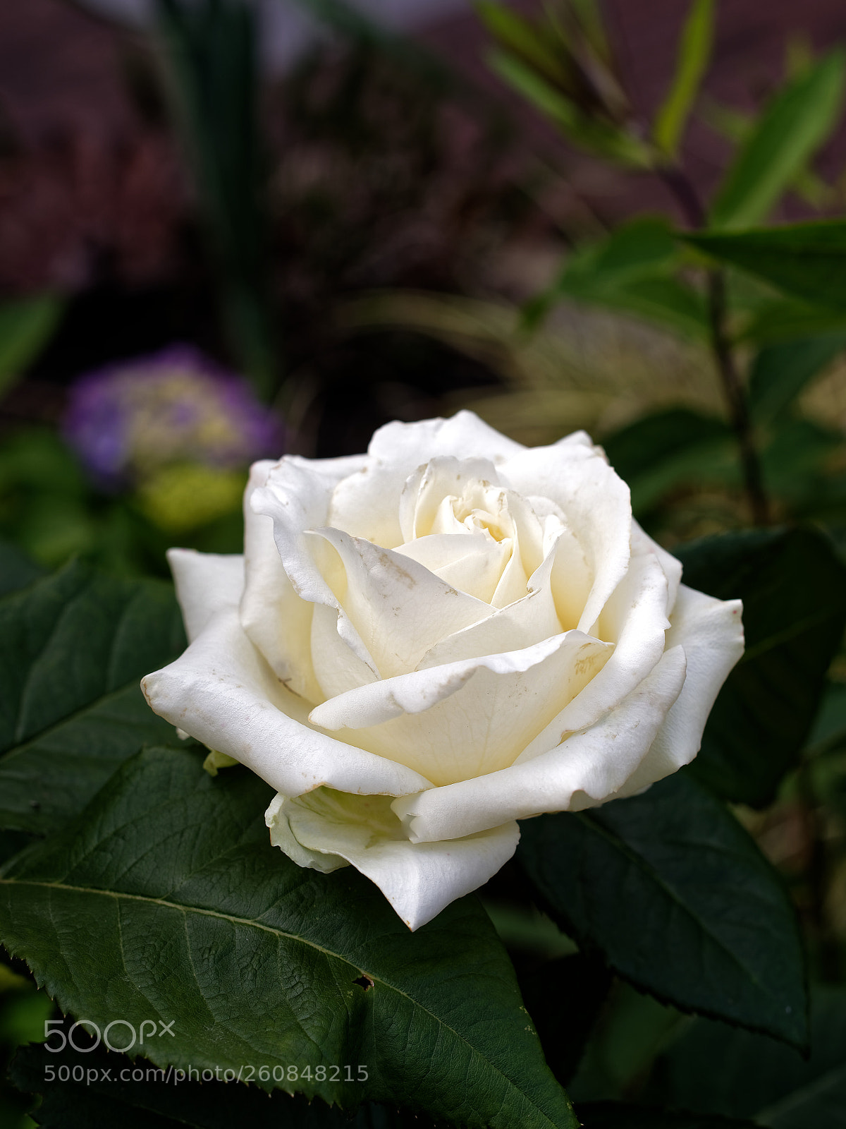 Nikon D750 sample photo. White rose photography