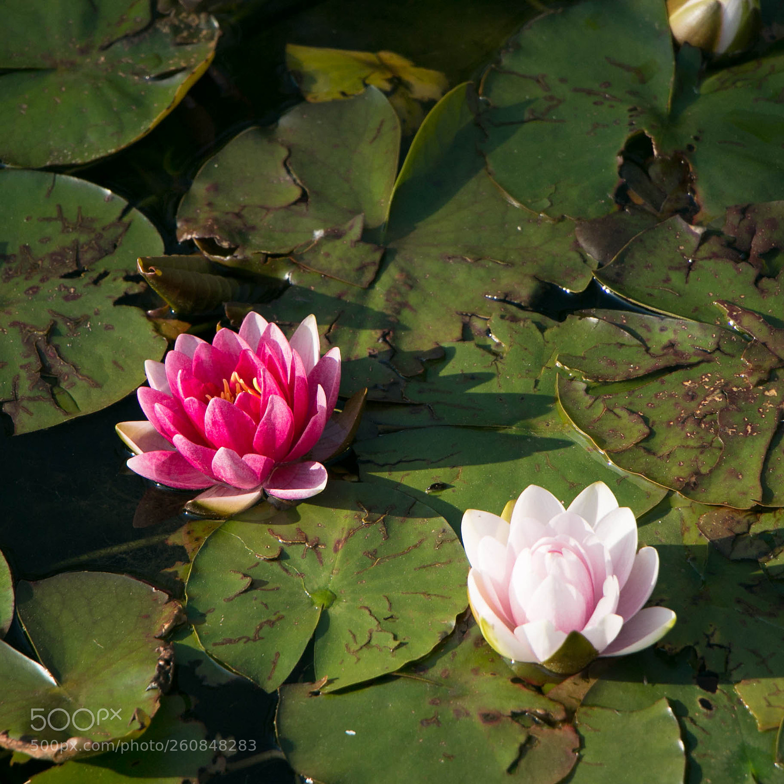 Canon EOS 70D sample photo. Waterlily photography