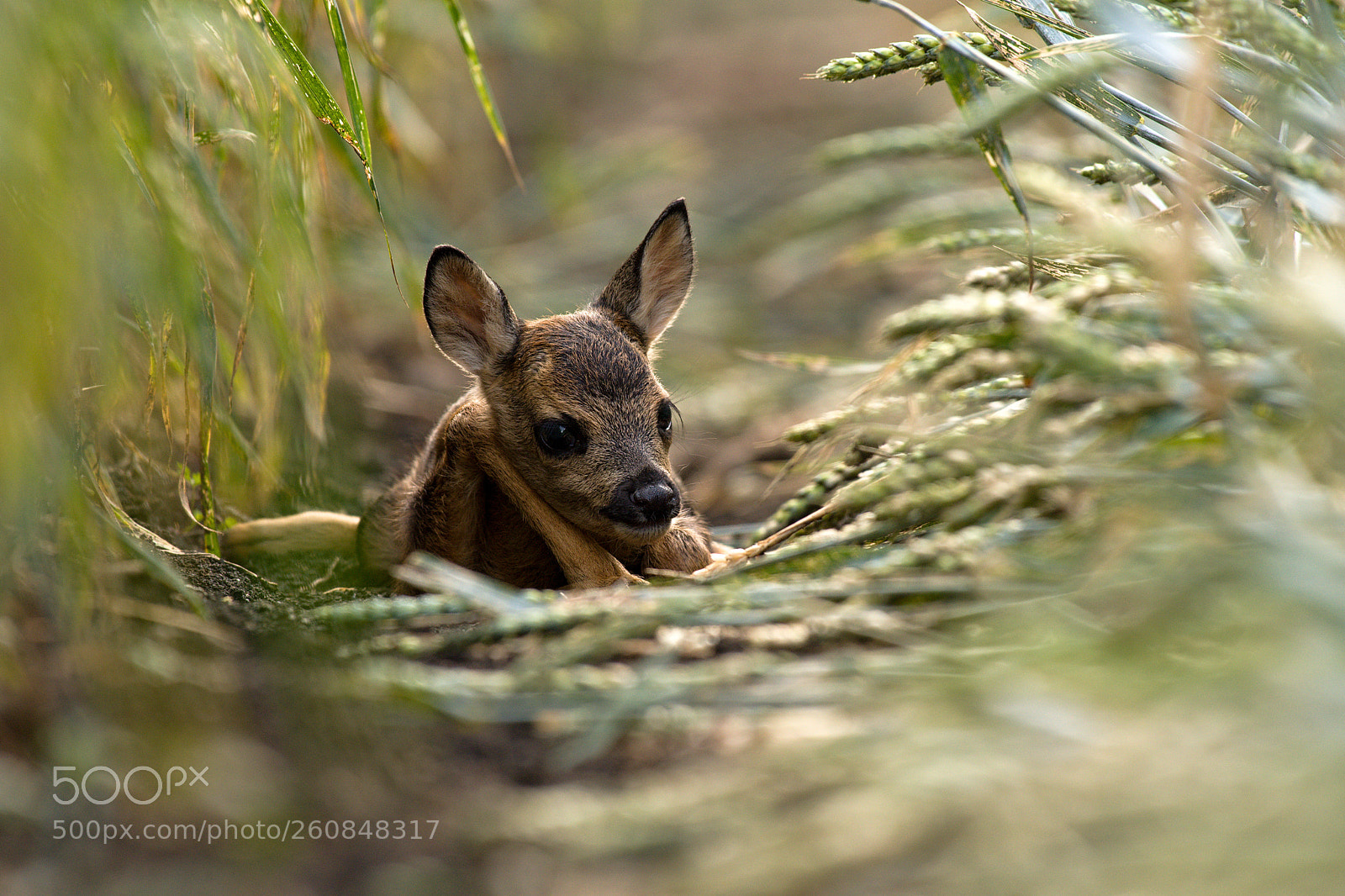 Nikon D500 sample photo. Deers photography