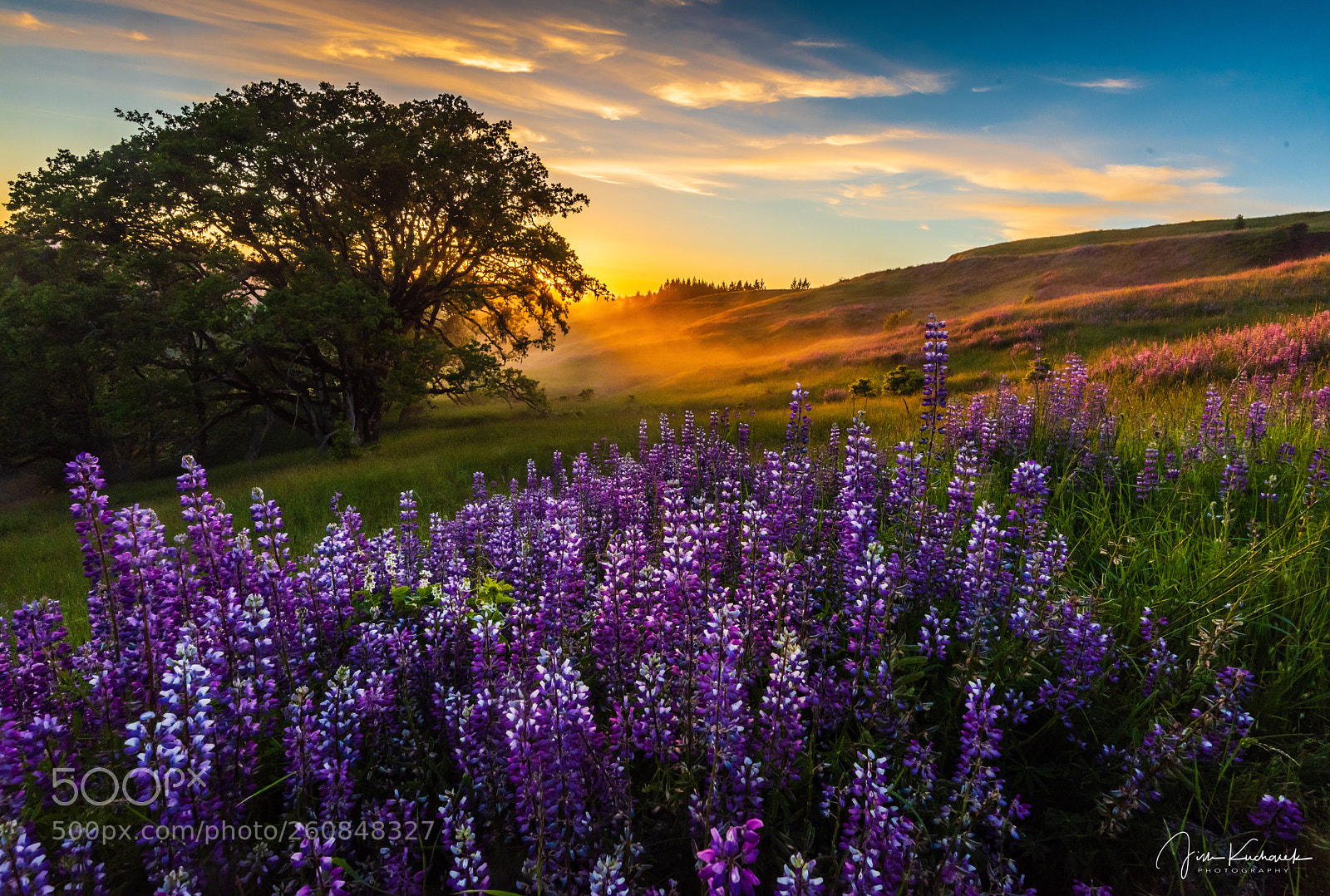 Nikon D810 sample photo. Lupines on bald hills photography
