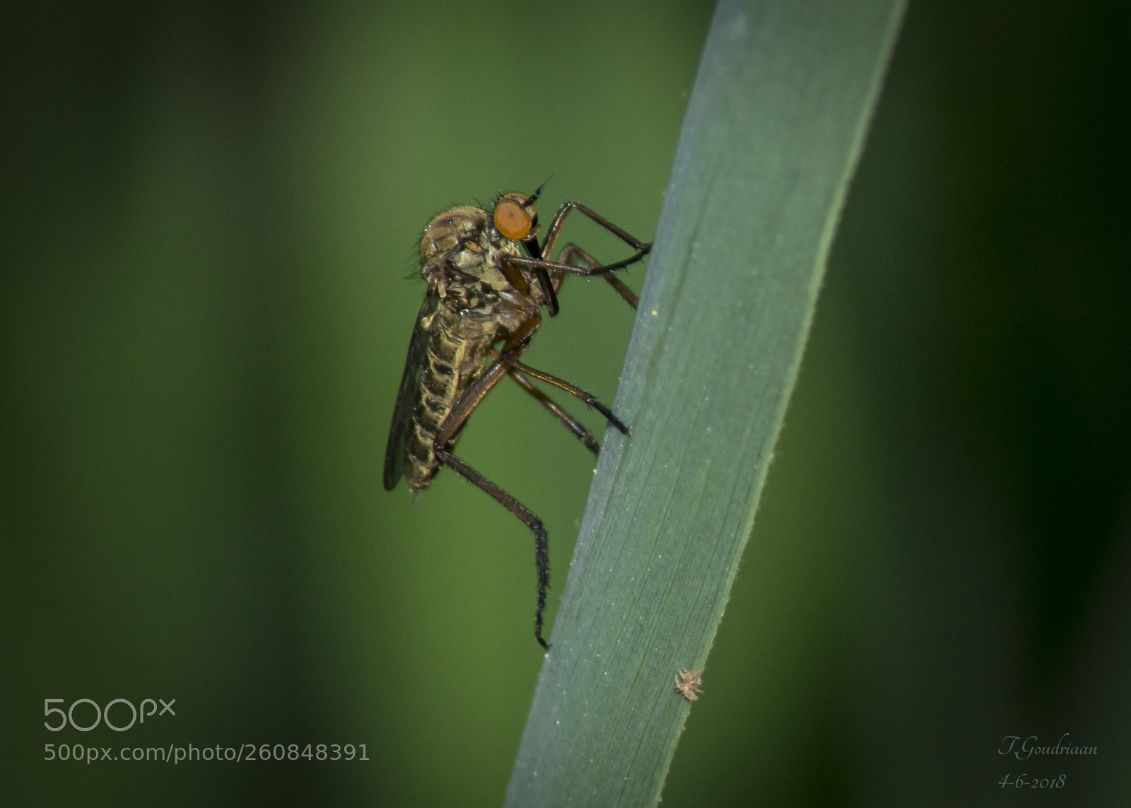 Nikon D5300 sample photo. Fly photography