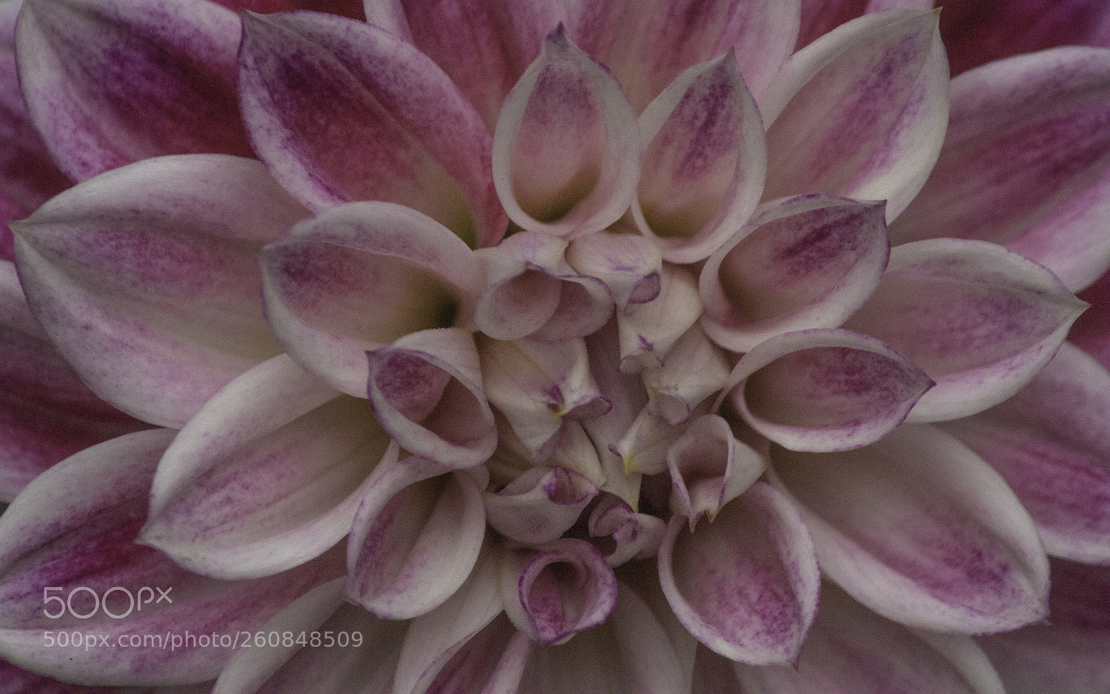 Canon EOS 600D (Rebel EOS T3i / EOS Kiss X5) sample photo. Dahlia photography