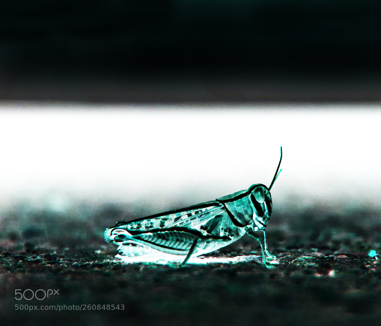 Canon EOS 60D sample photo. Grasshopper photography