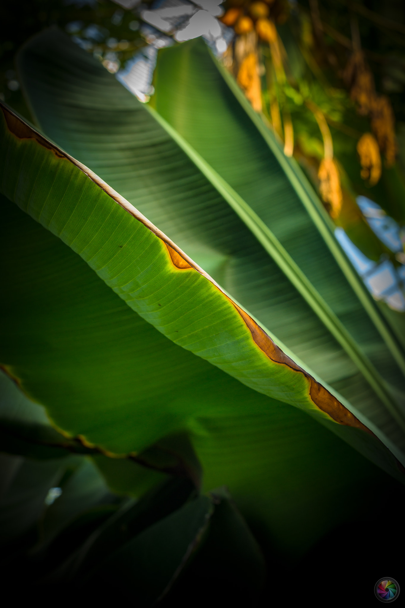 Sony a99 II sample photo. Botanischen gartens st.gallen - 65 photography