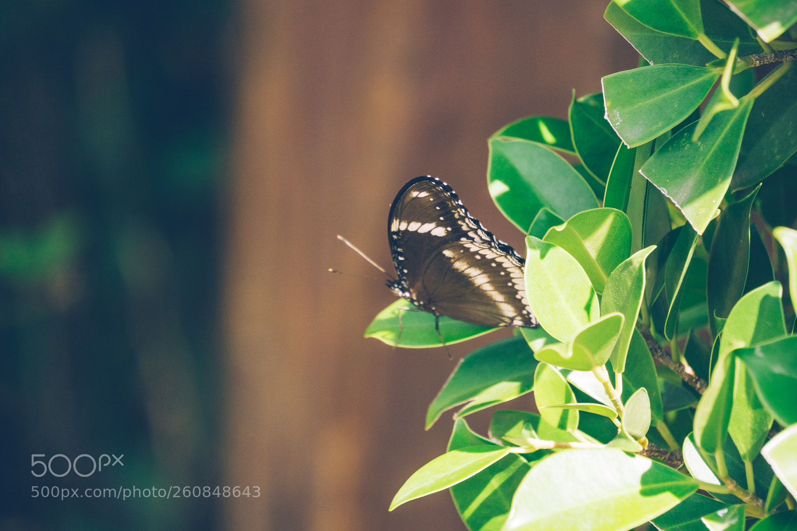 Sony a6000 sample photo. Dsc photography