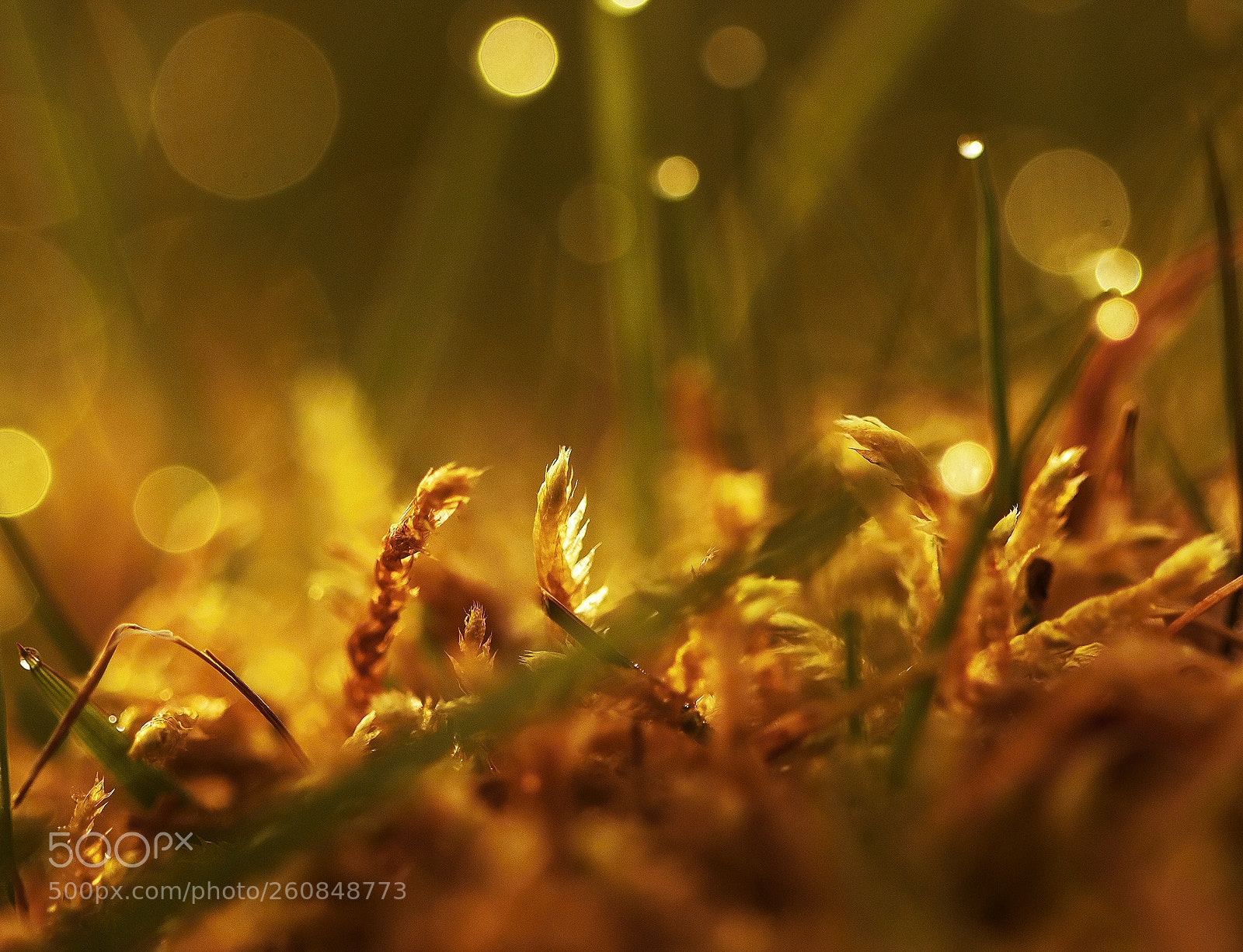 Canon EOS 600D (Rebel EOS T3i / EOS Kiss X5) sample photo. Gilded evening photography