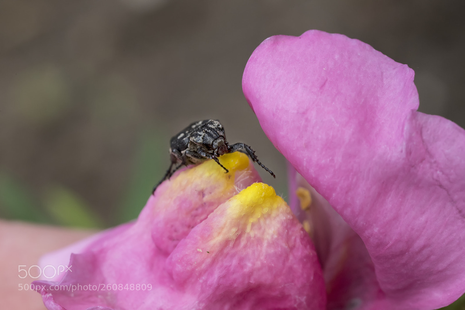 Canon EOS 6D Mark II sample photo. Bug photography