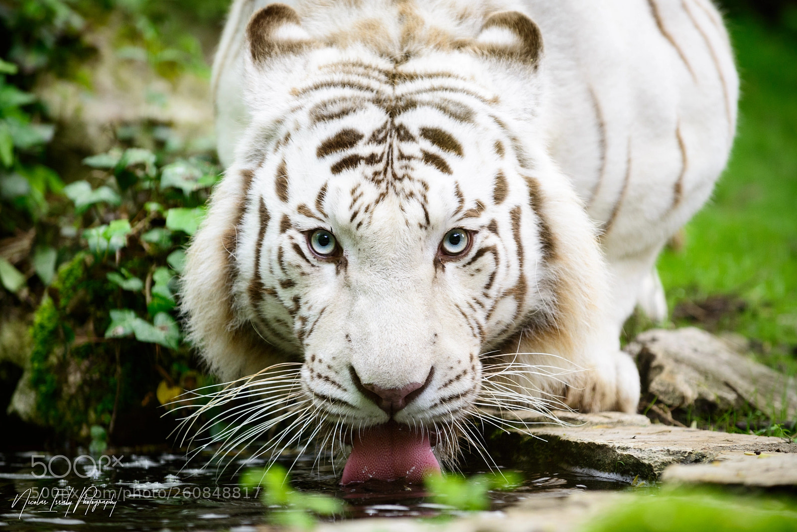 Nikon D800 sample photo. Thirsty tiger photography