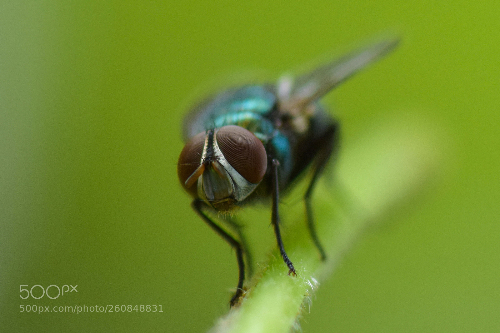 Nikon D5300 sample photo. Cochliomyia photography