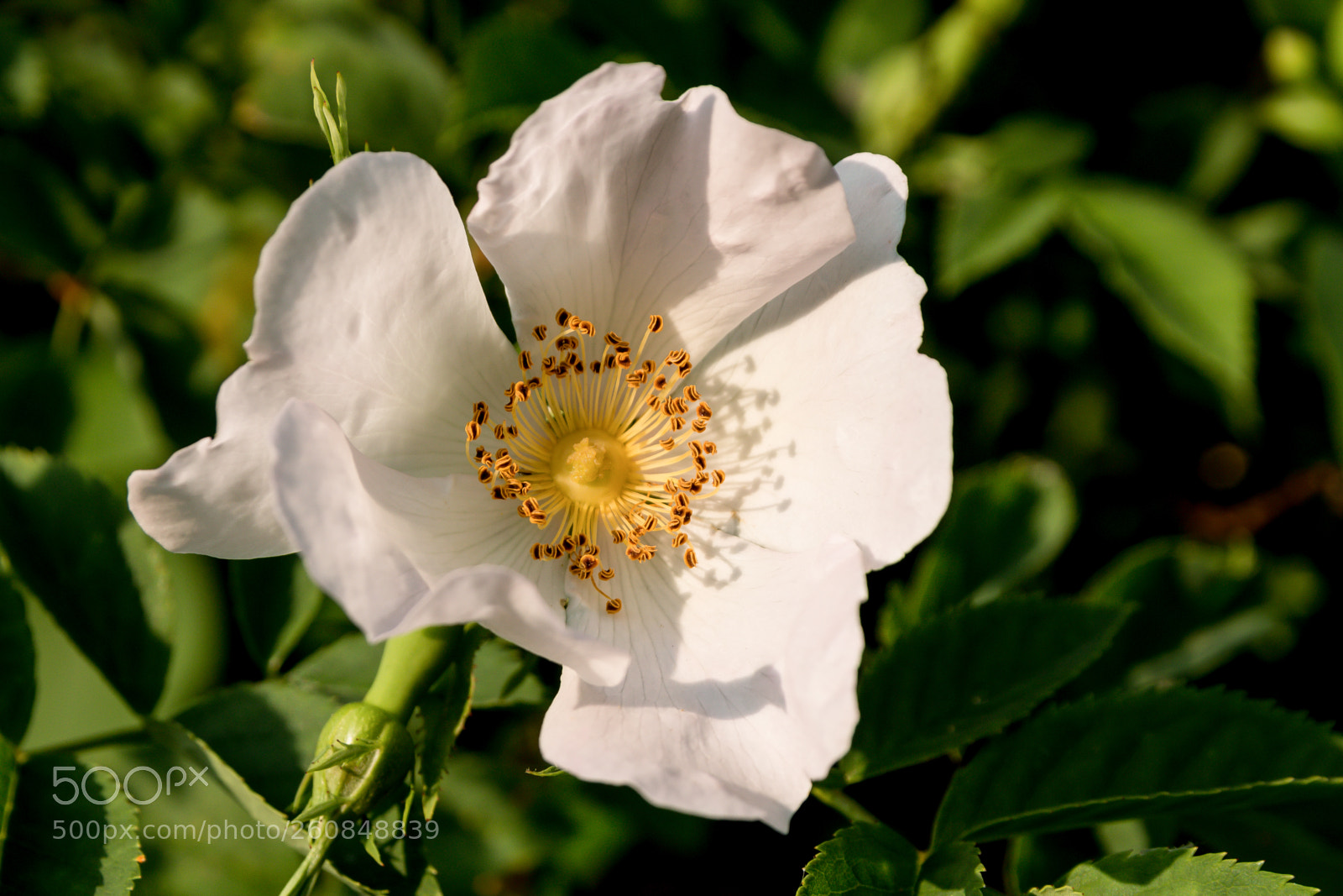 Canon EOS 70D sample photo. Single large white flower photography
