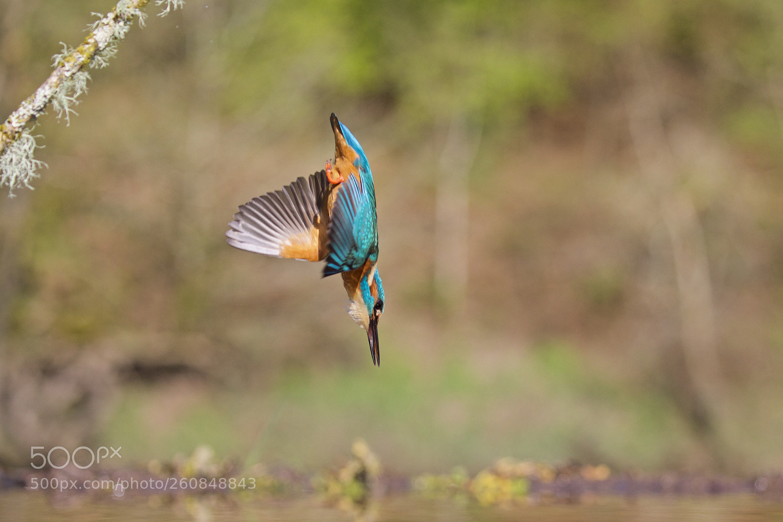 Canon EOS 5D Mark IV sample photo. Kingfisher photography