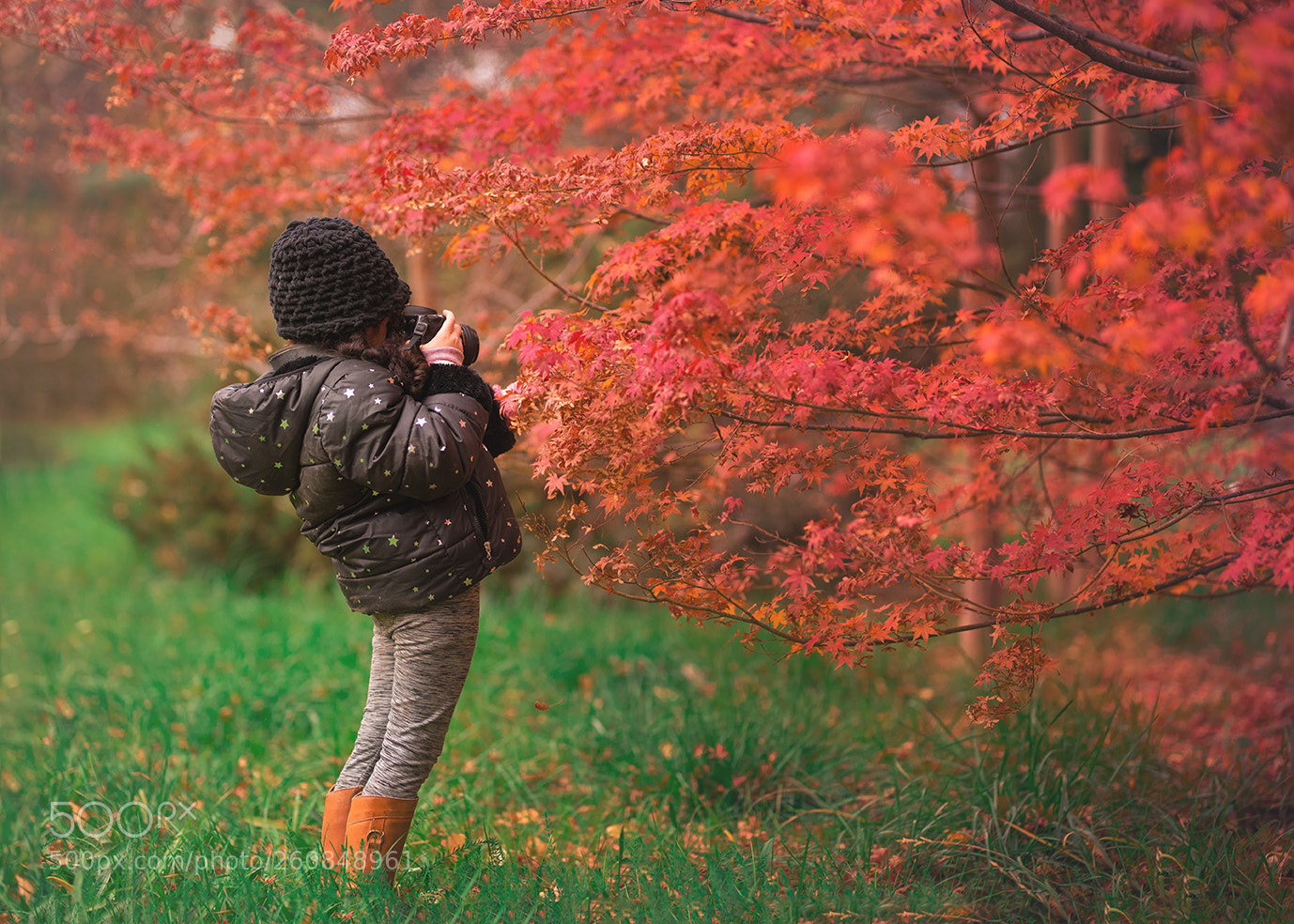 Nikon D750 sample photo. Red fall photography