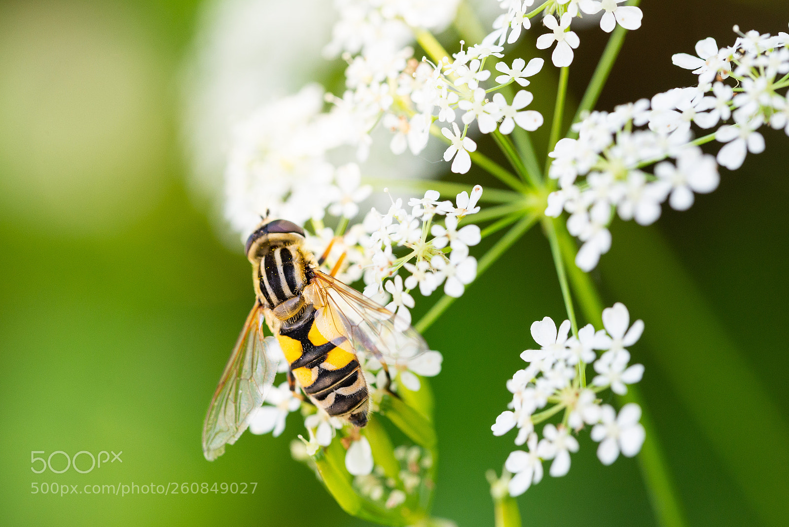 Nikon D610 sample photo. Bee photography