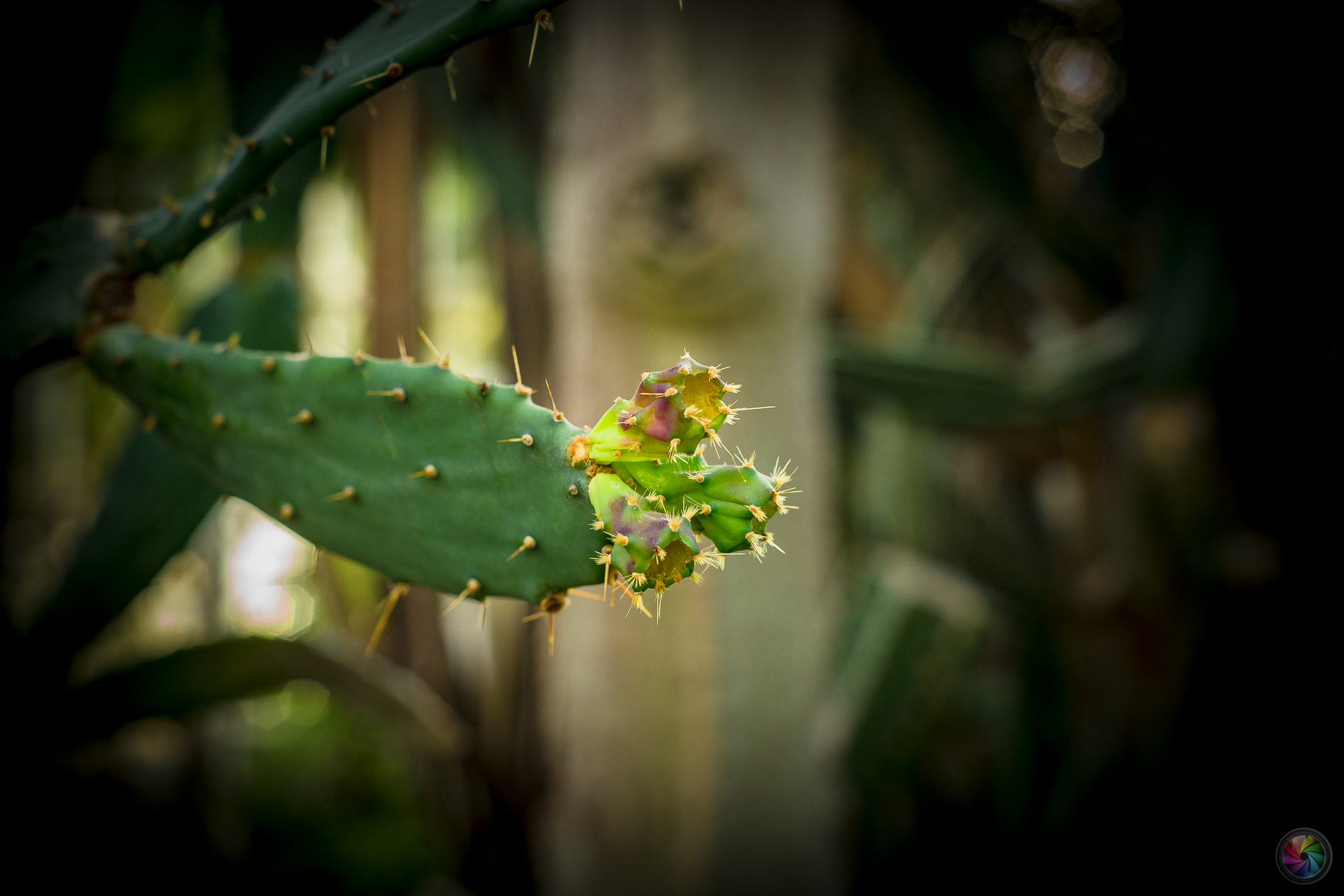Sony SLT-A99V sample photo. Botanischen gartens st.gallen - 68 photography