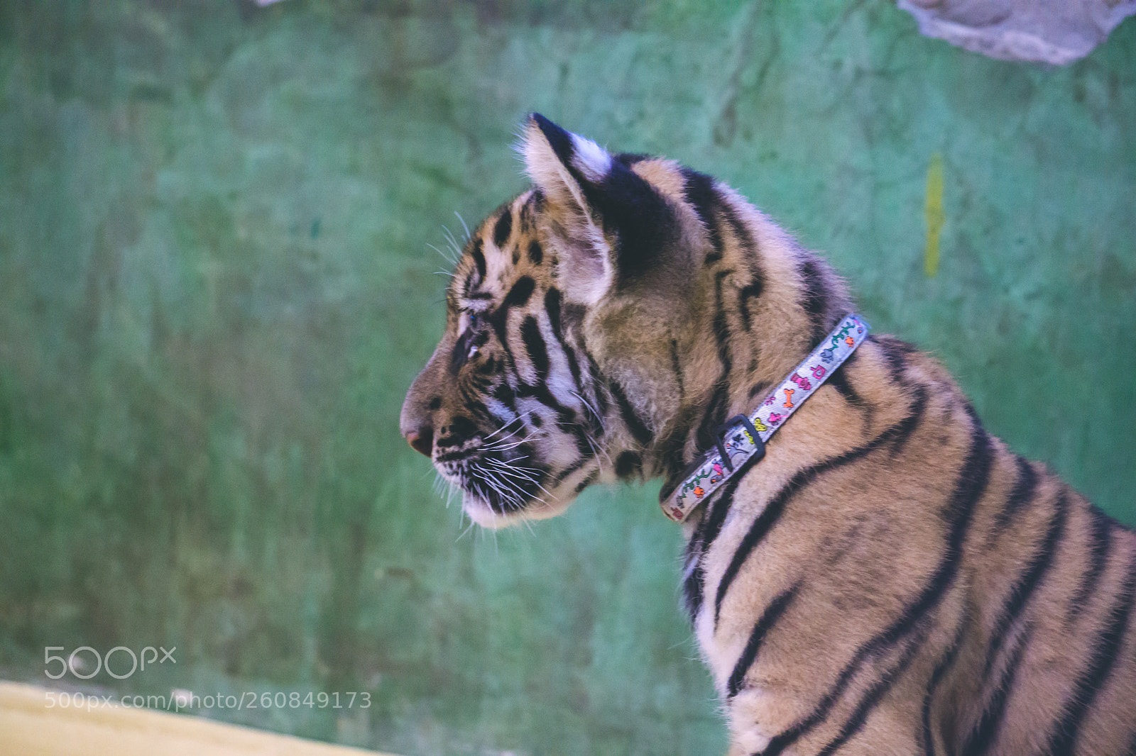 Sony a6000 sample photo. Dsc photography