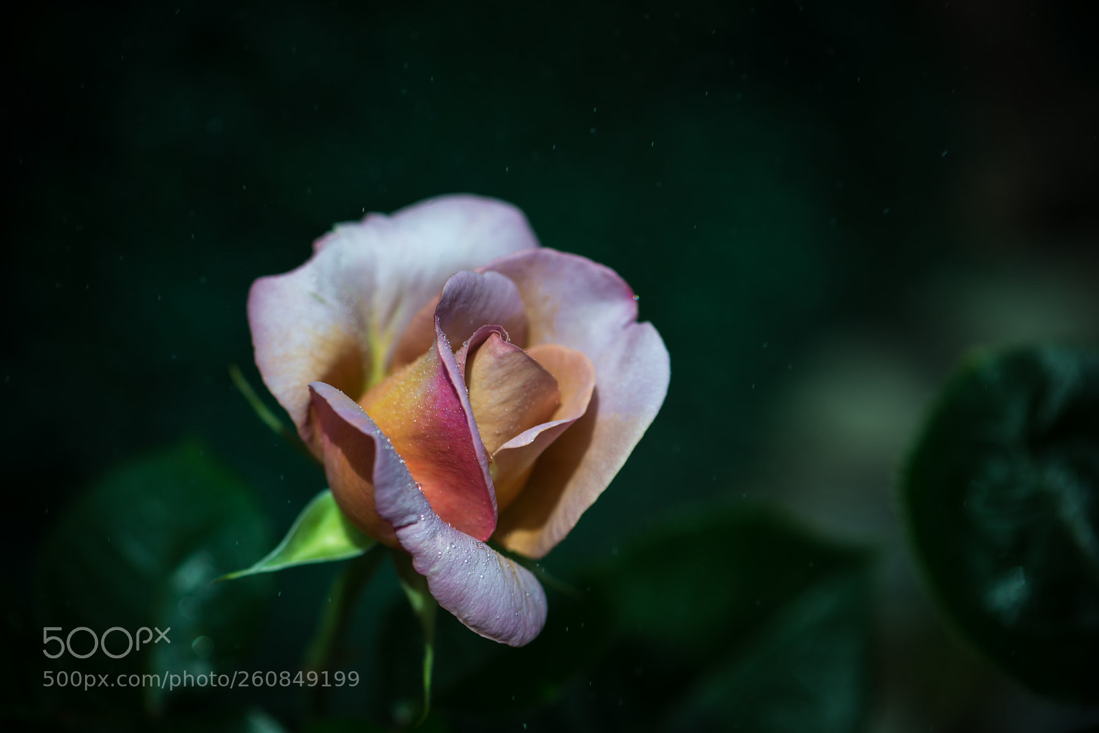 Nikon D800 sample photo. Rose photography