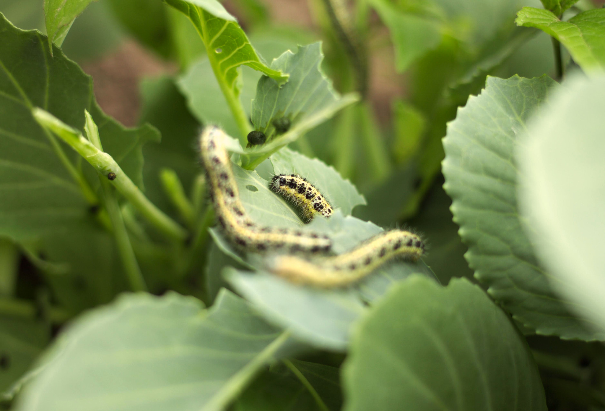 Canon EF 40mm F2.8 STM sample photo. Catterpillars on a cabbage photography