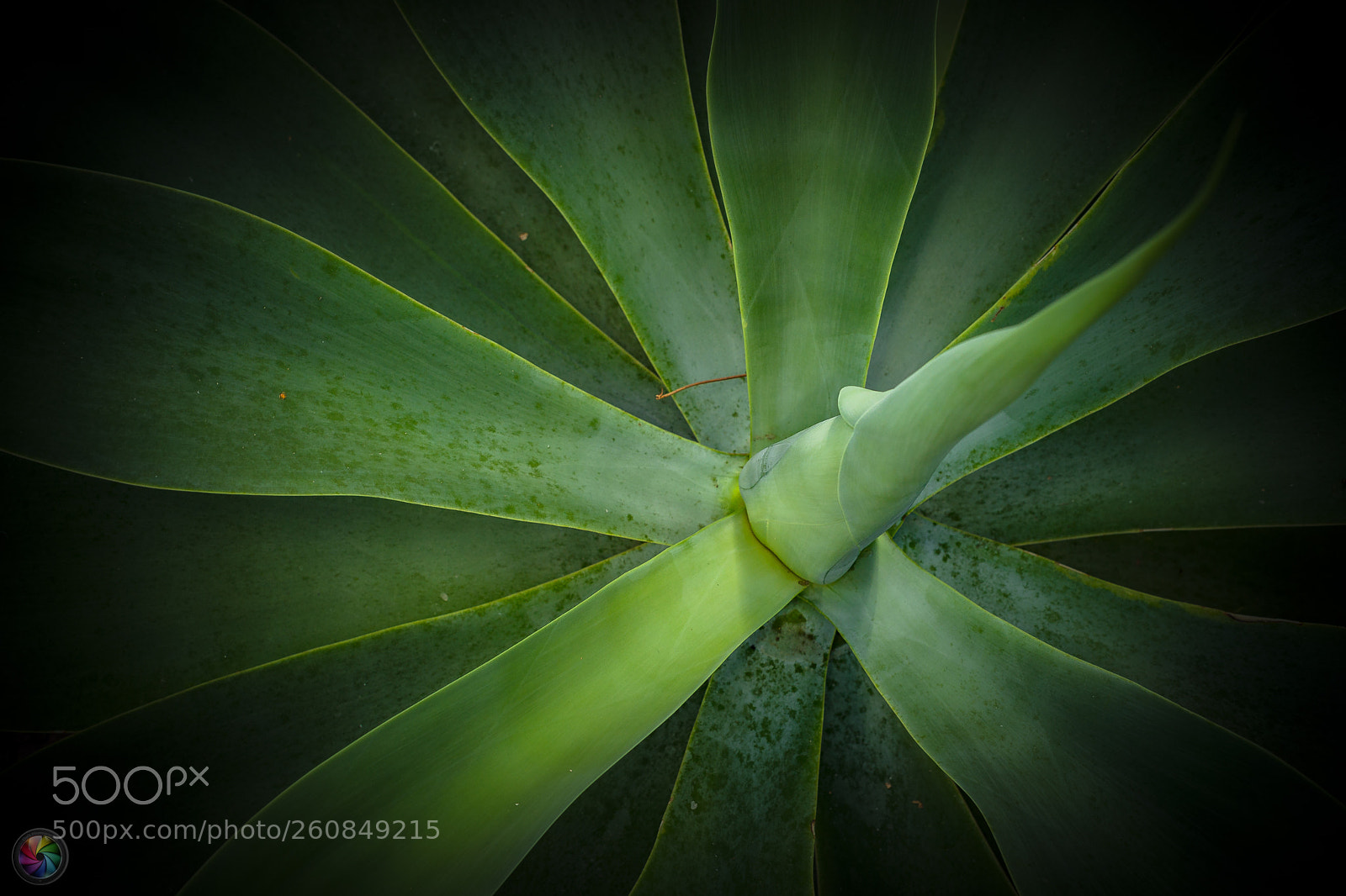 Sony a99 II sample photo. Botanischen gartens st.gallen photography