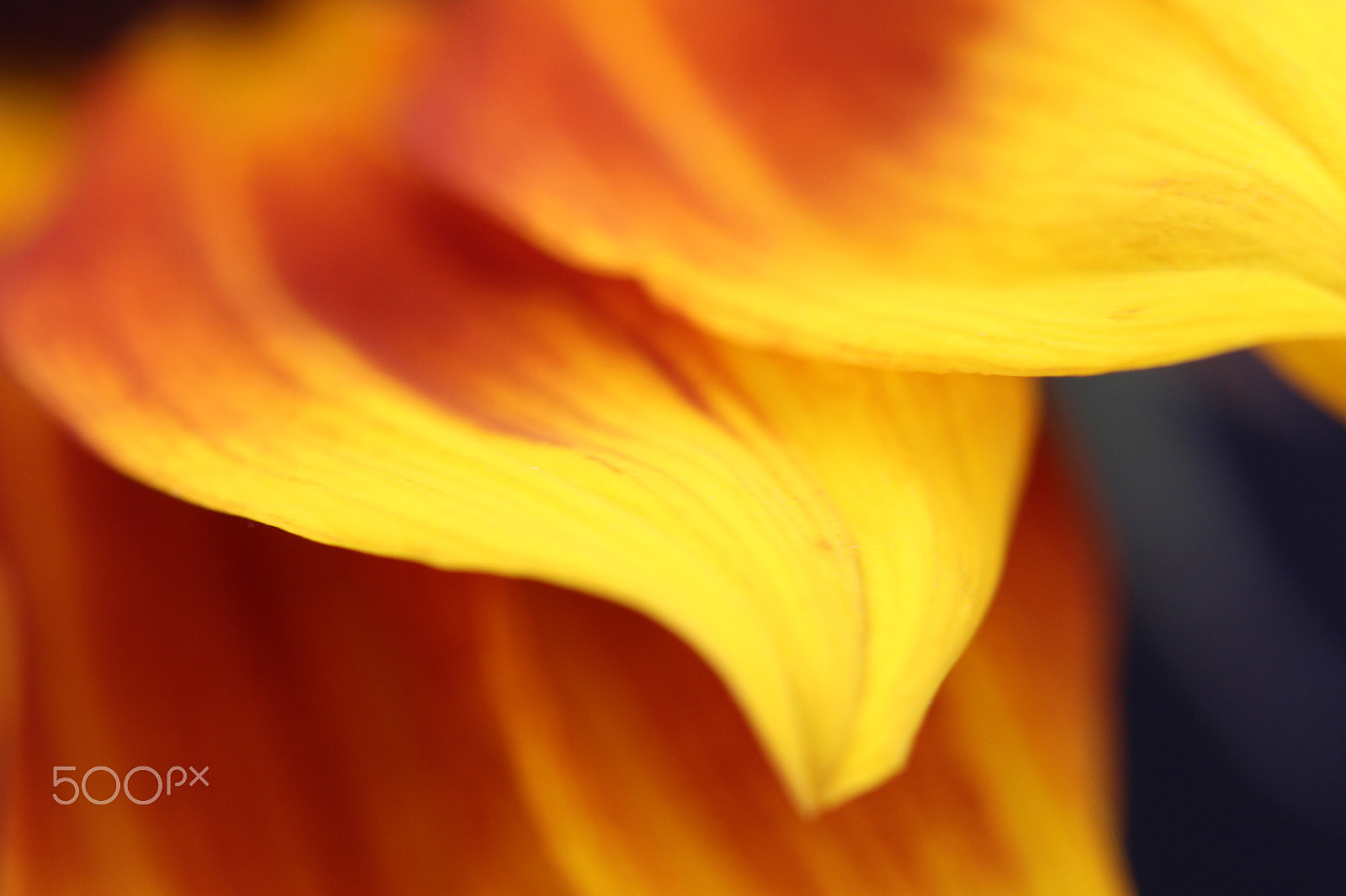 Canon EF 100mm F2.8 Macro USM sample photo. Orange and yellow photography