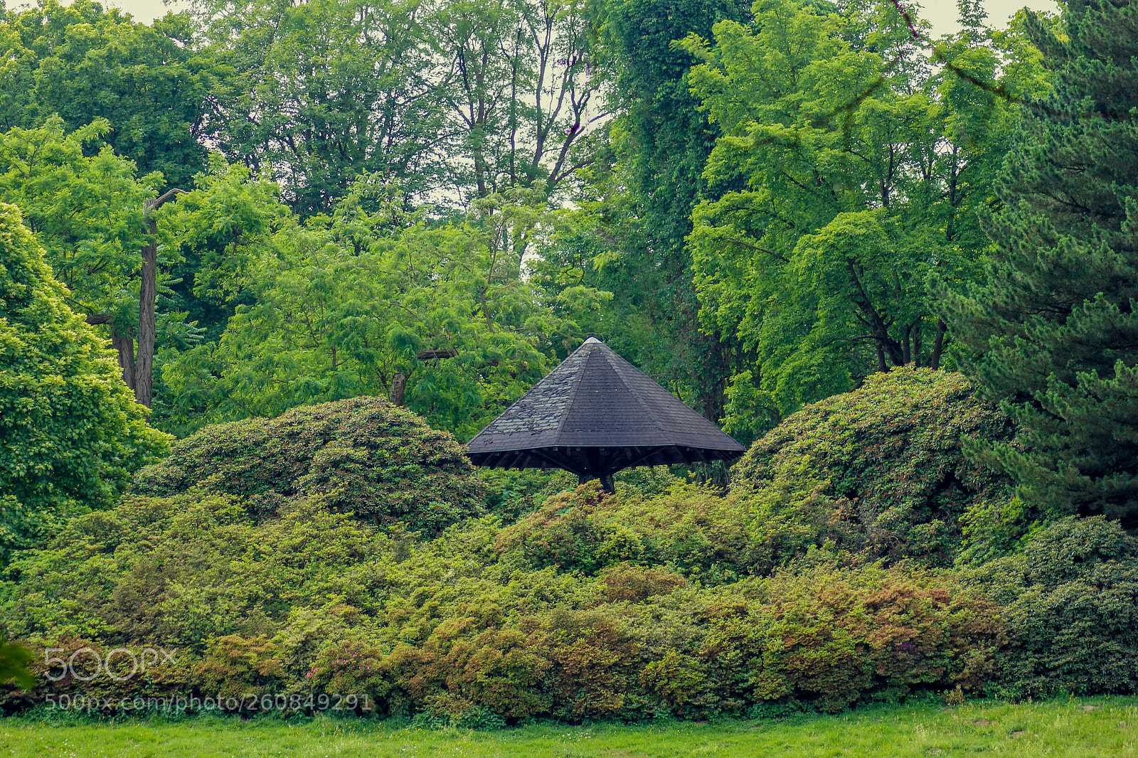 Canon EOS 60D sample photo. Moment between trees photography