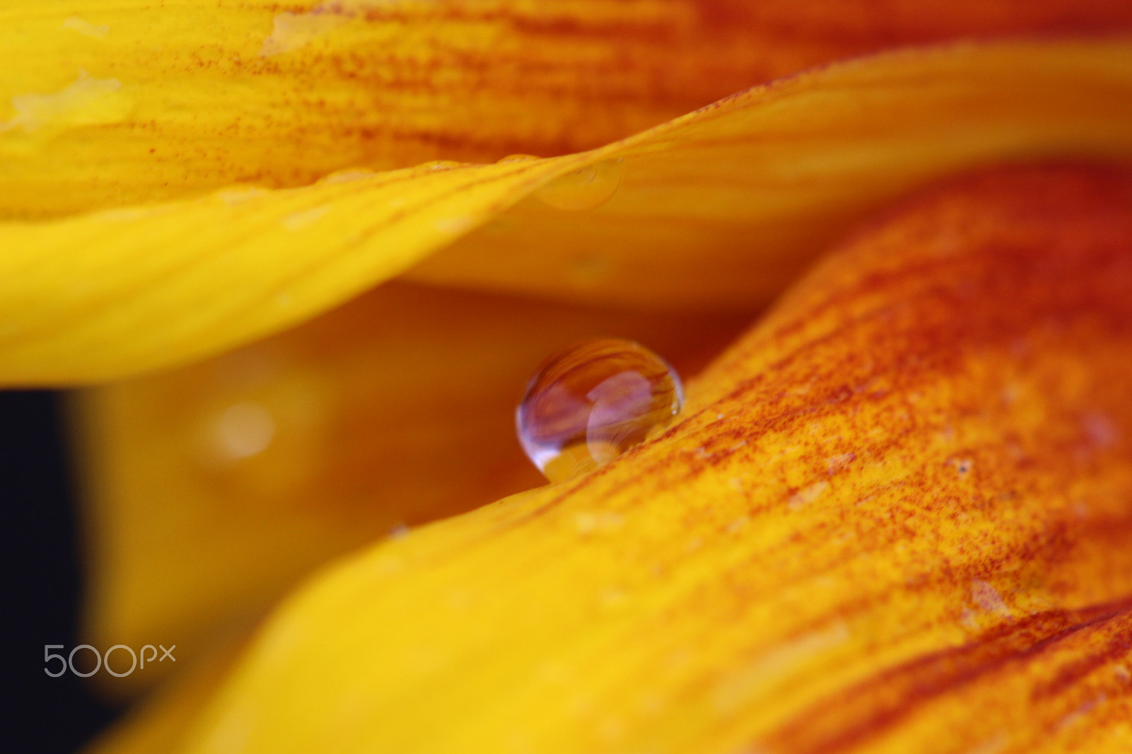 Canon EF 100mm F2.8 Macro USM sample photo. Just a drop photography