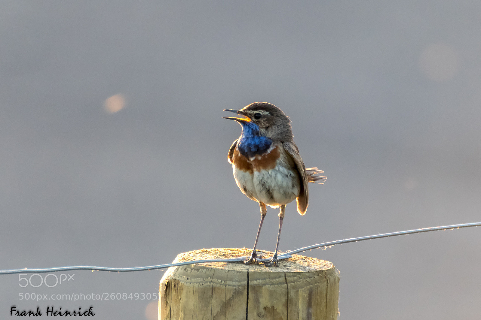 Canon EOS 80D sample photo. Luscinia svecica / bluebird photography