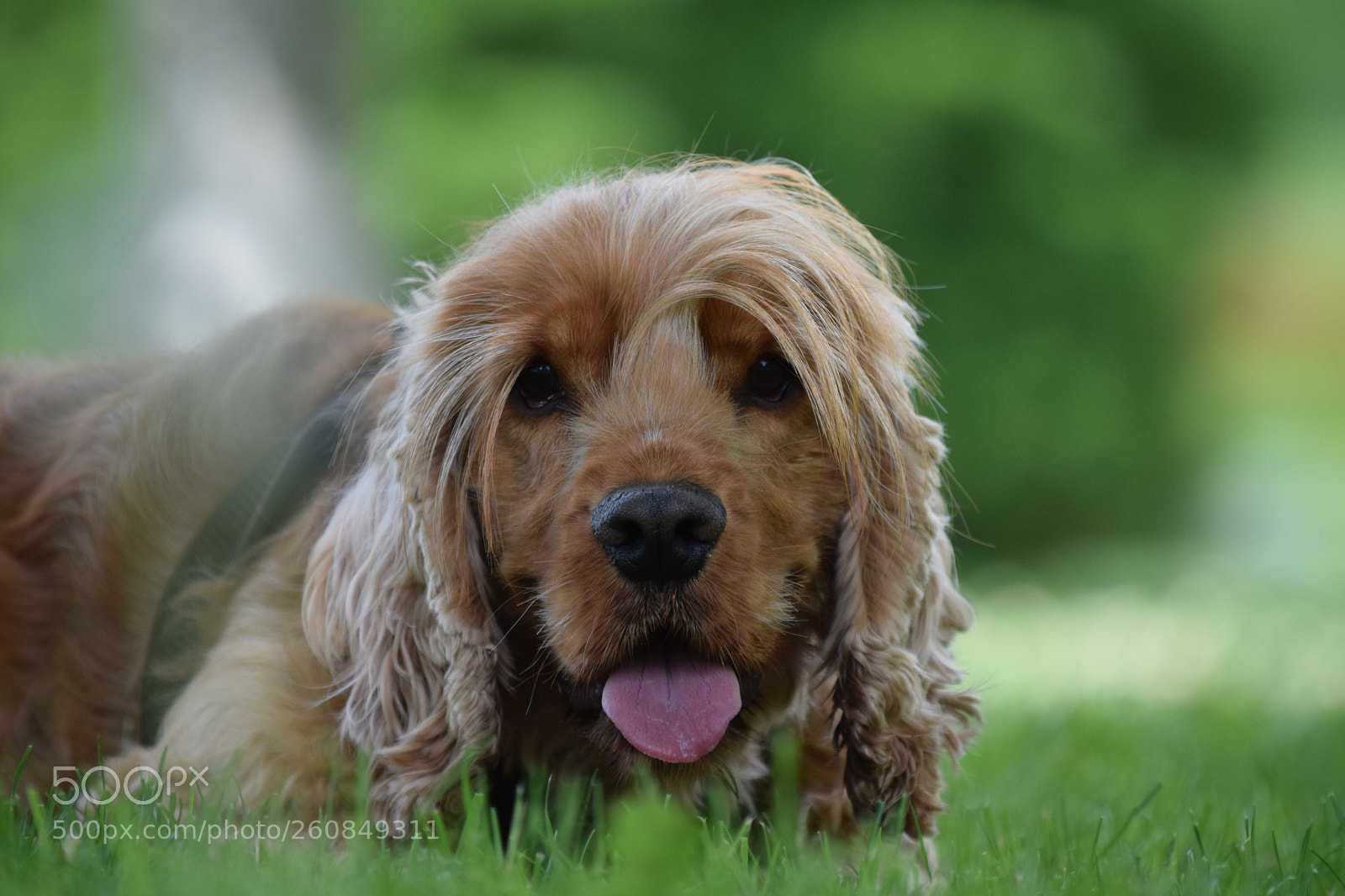 Nikon D5300 sample photo. Lolo.  photography